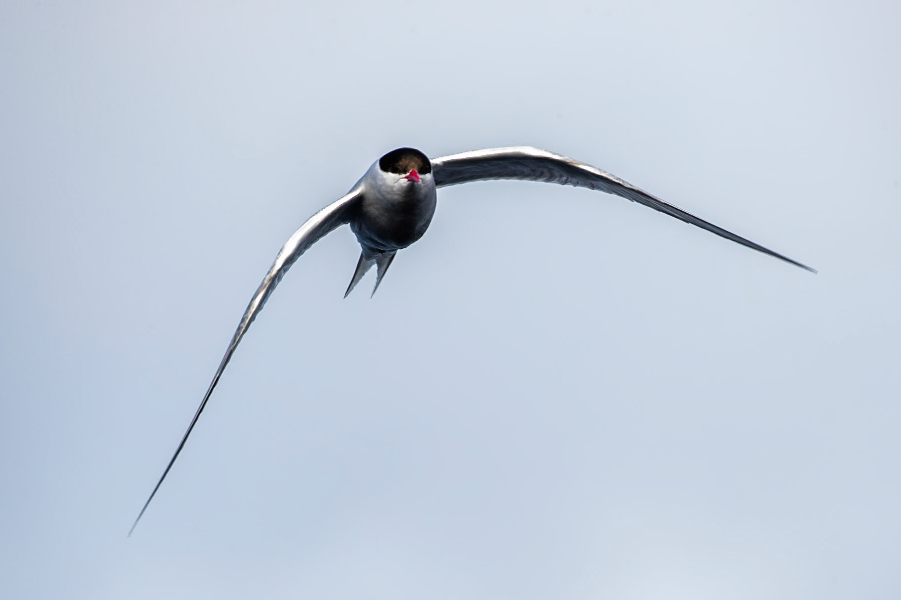 Arctic tern, Grímsey Island, Iceland