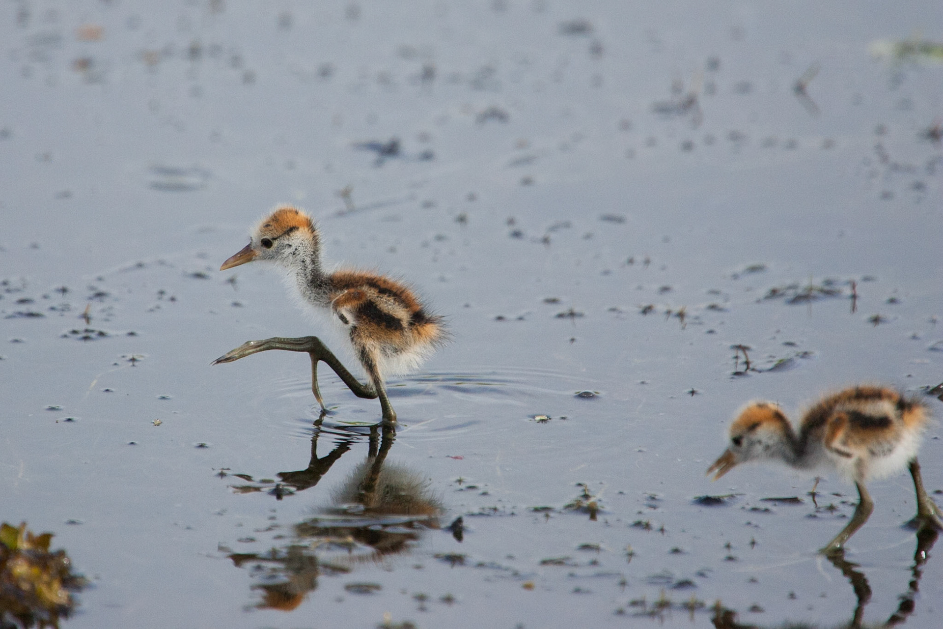 Comb-crested Jacana, chicks, Cooinda, Kakadu, Northern Territory