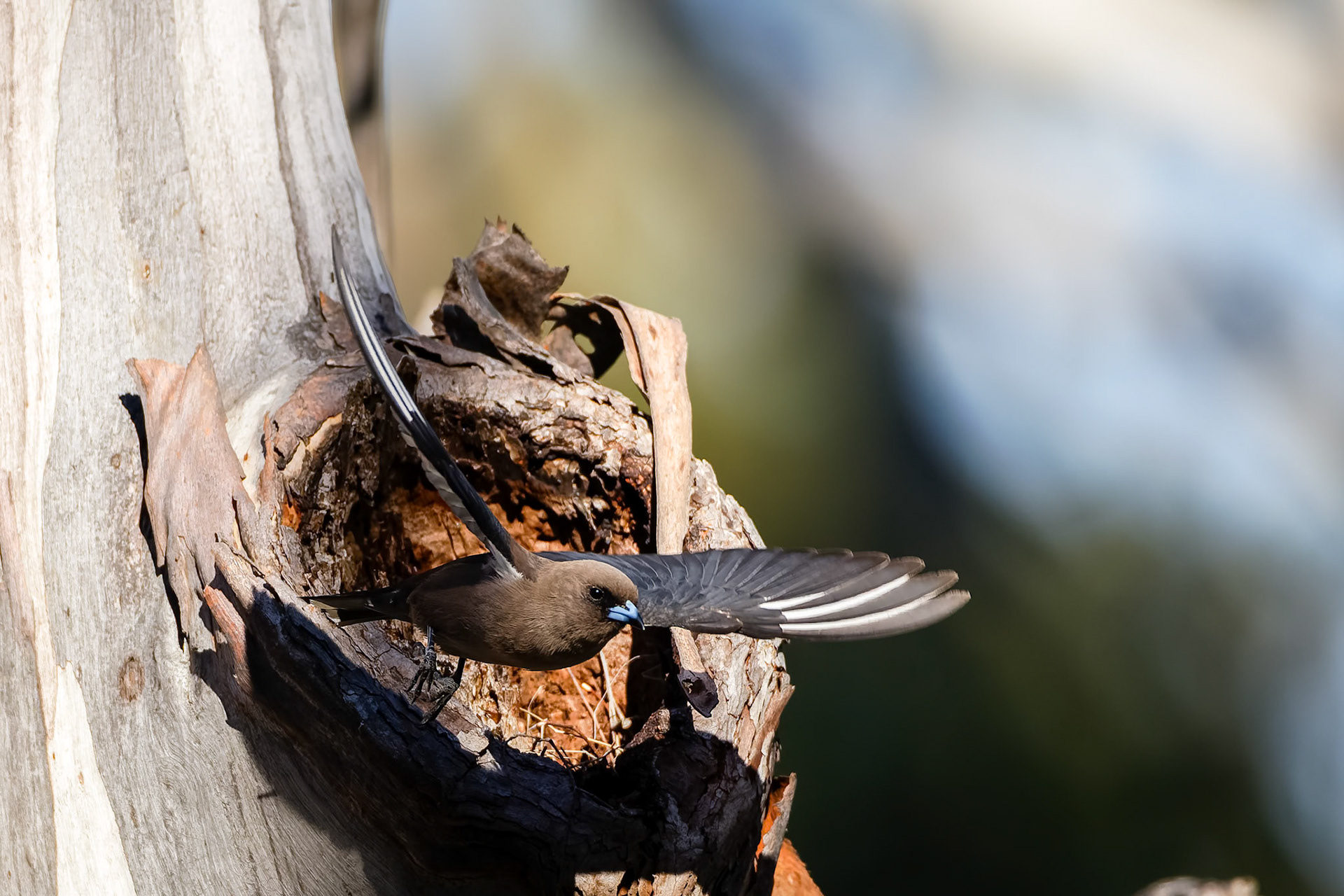Dusky woodswallow, Bruny Island, Tasmania, Australia