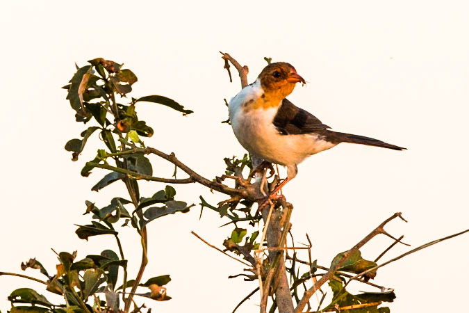 Yellow-billed cardinal, Transpantaneira, Pantanal, Brazil