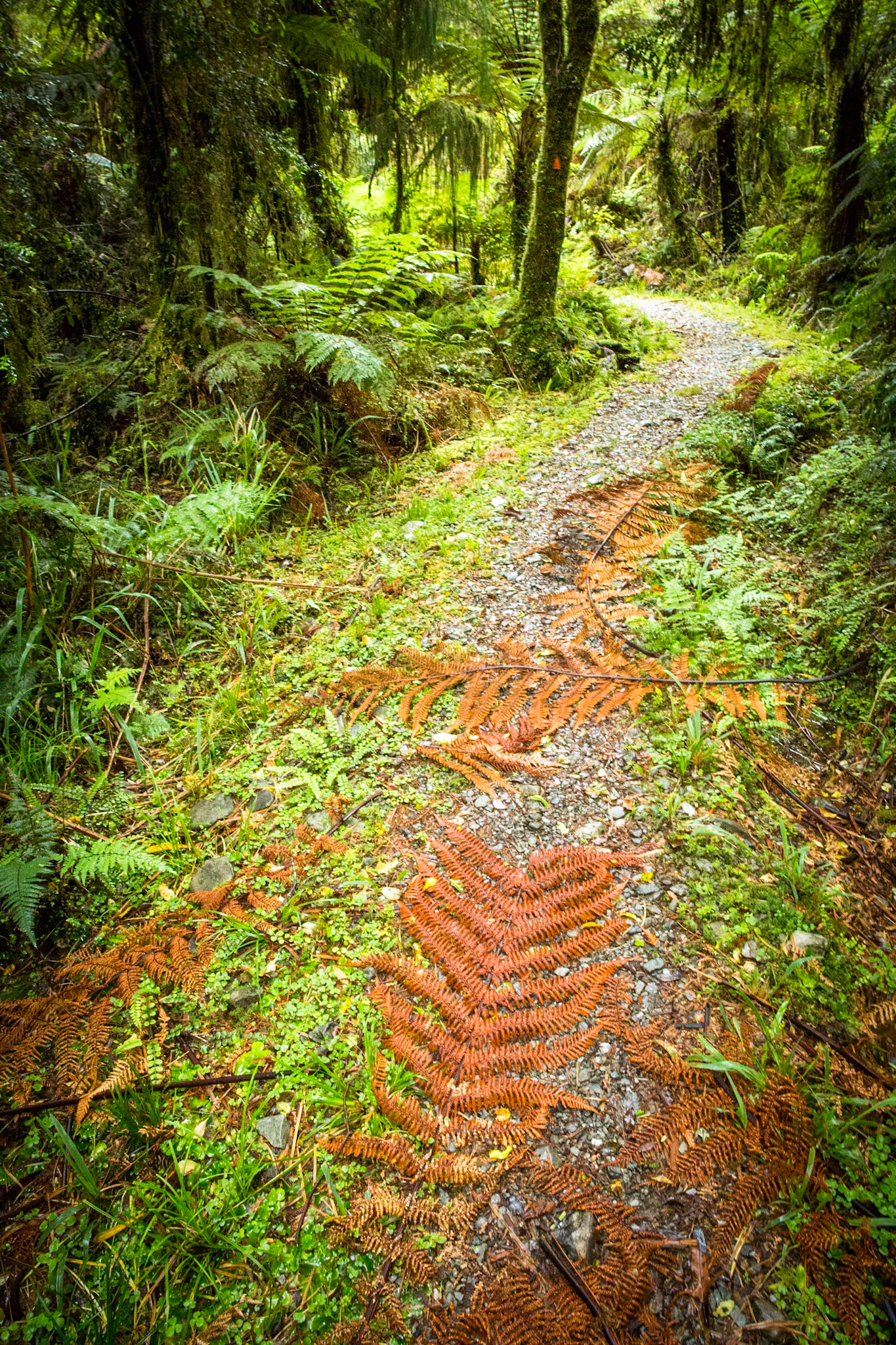 Hollyford Track, Pyke Lodge to Martin's Bay, New Zealand