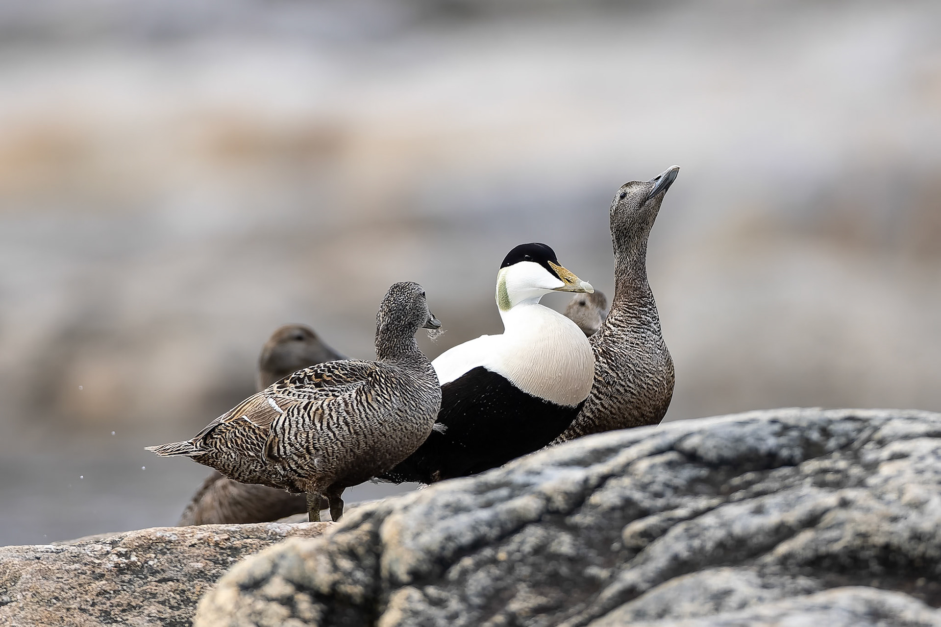 Common eider, Hamiptonbukka, Svalbard, Norway