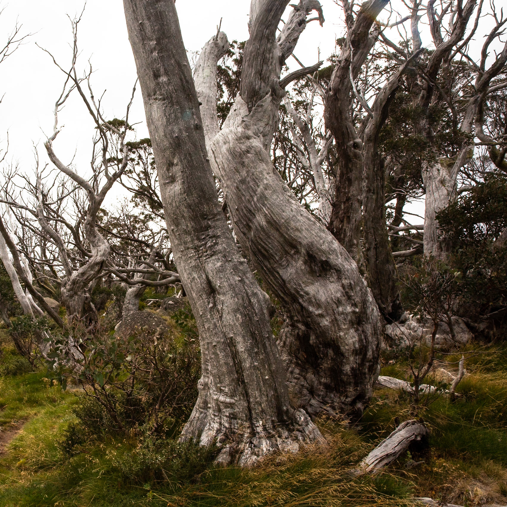 Thredbo to the cablecar and return, Mount Kosciuszko National Park, Snowy Mountains, New South Wales