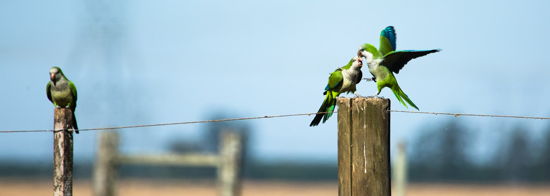 Monk parakeet, Puerto Valle Esteros, Ibera wetlands, Corrientes, Argentina