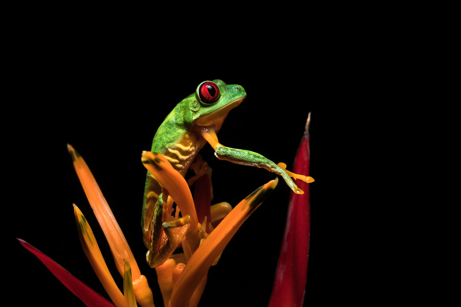 Red-eyed tree frog, Villa Lapas, Costa Rica