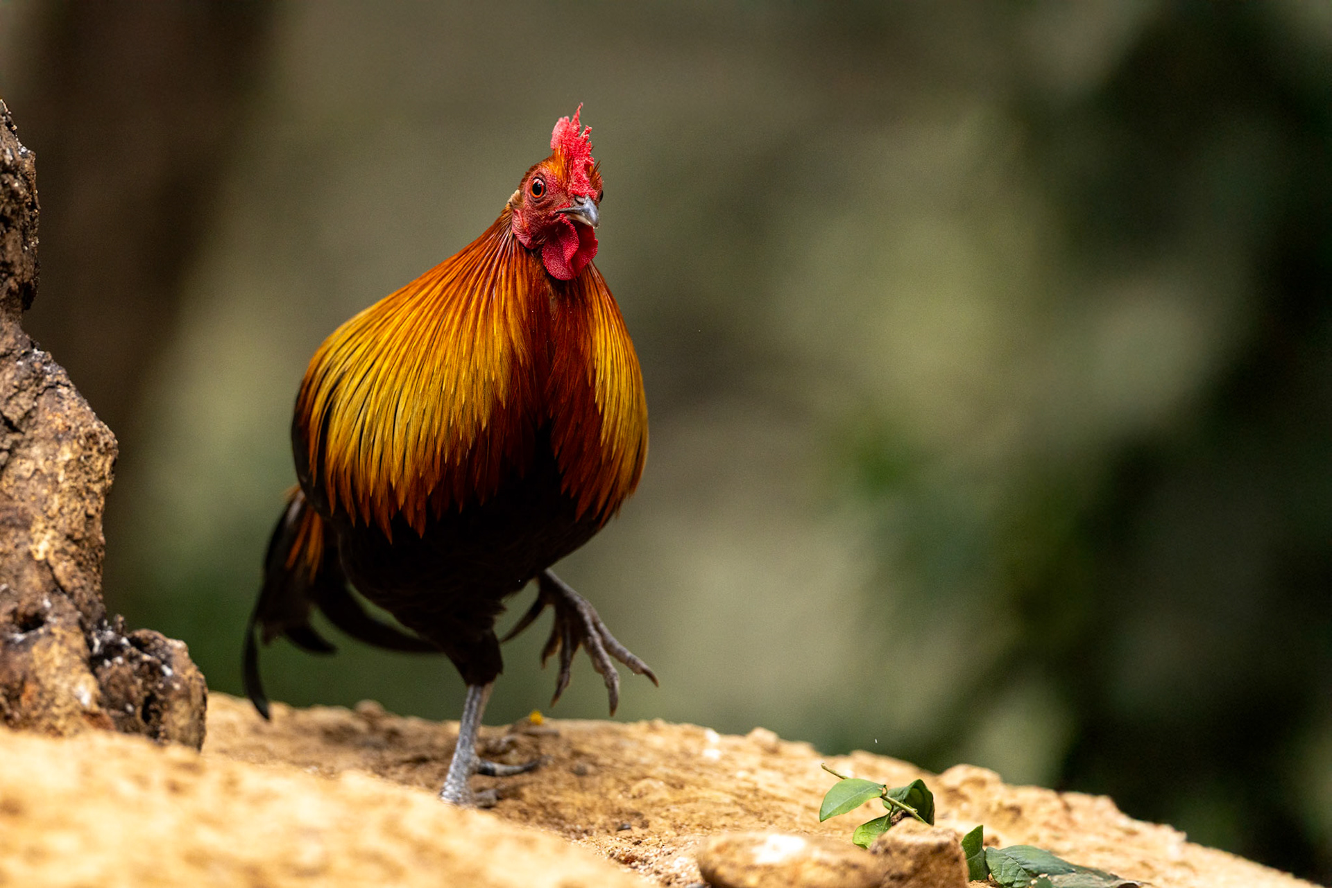 Red junglefowl, Bird's Den, Corbett Tiger Reserve, India