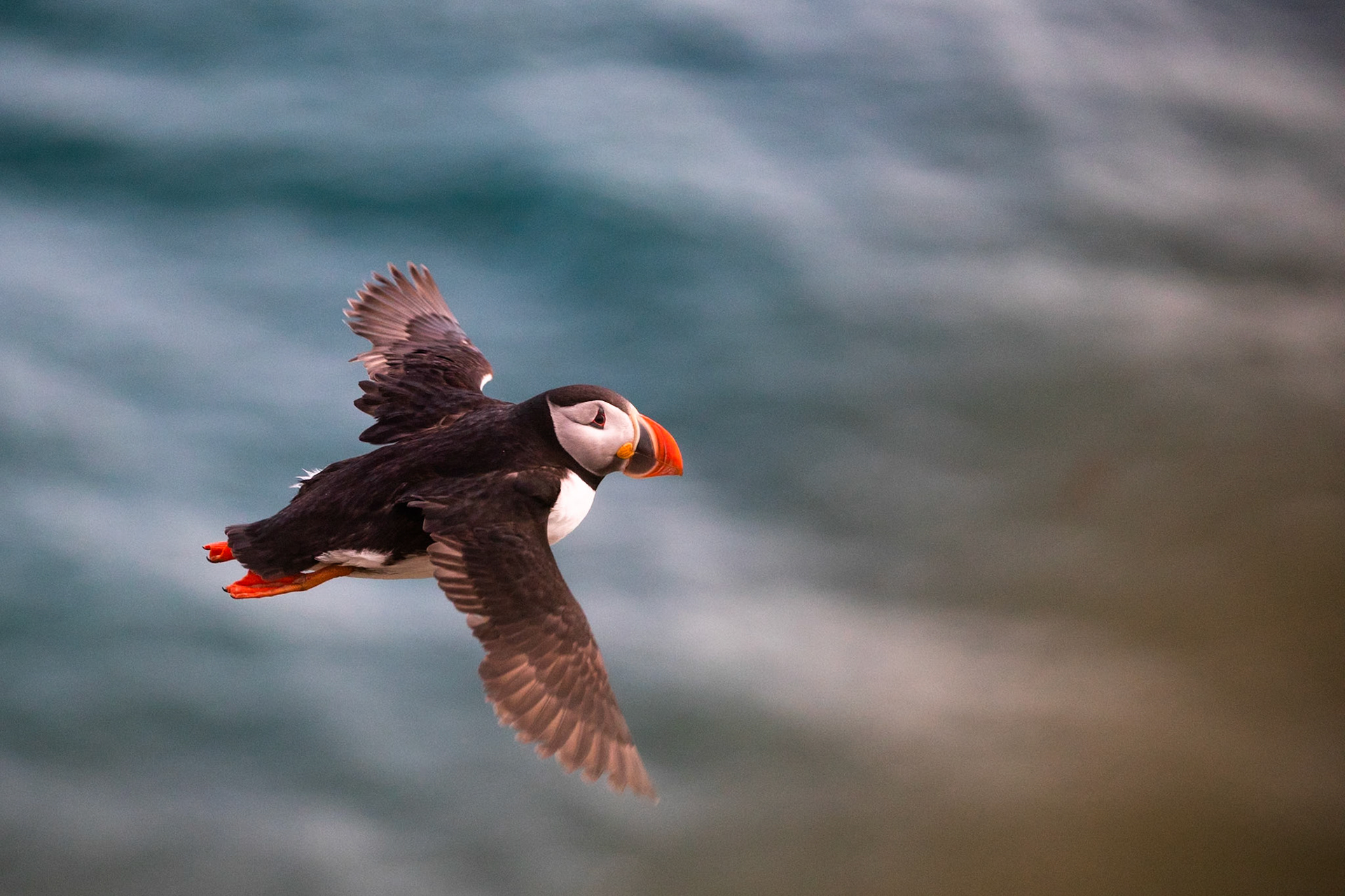 Atlantic puffin, Grímsey Island, Iceland