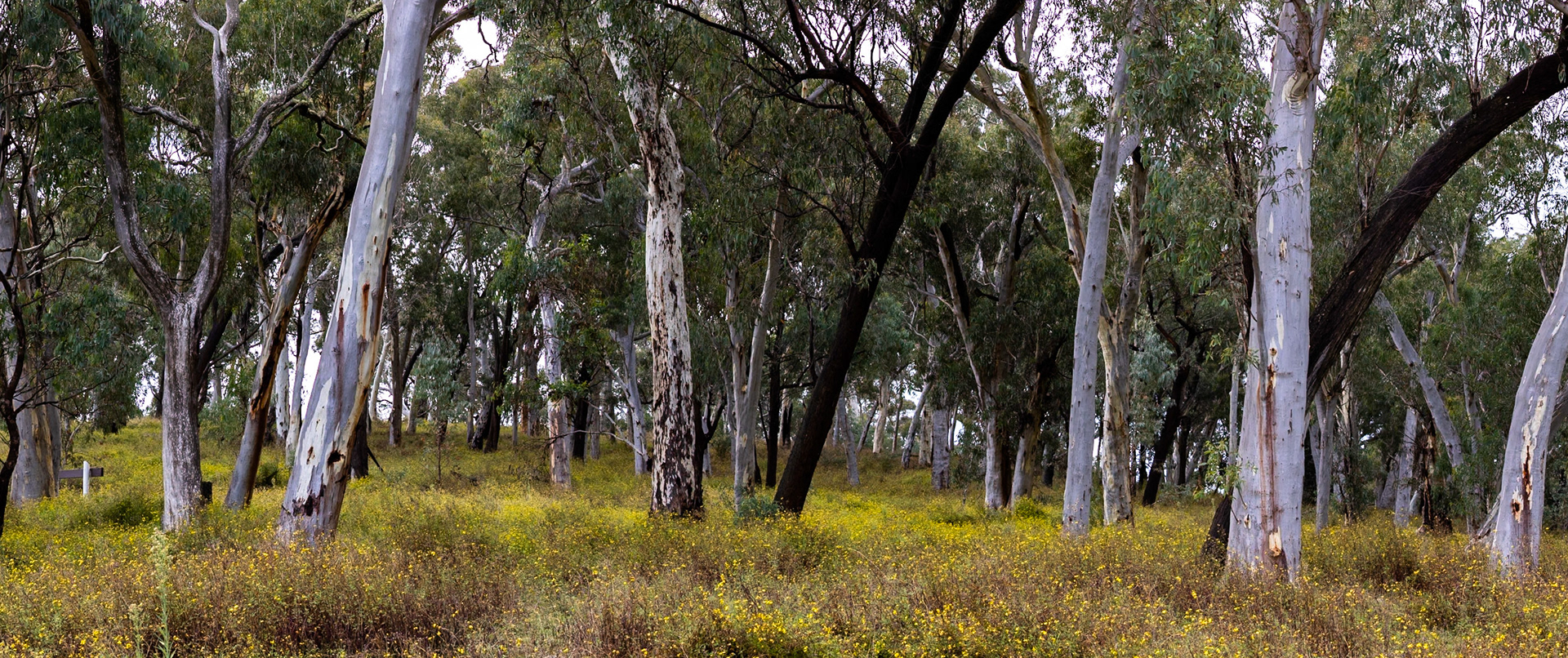 Turon Gates, New South Wales