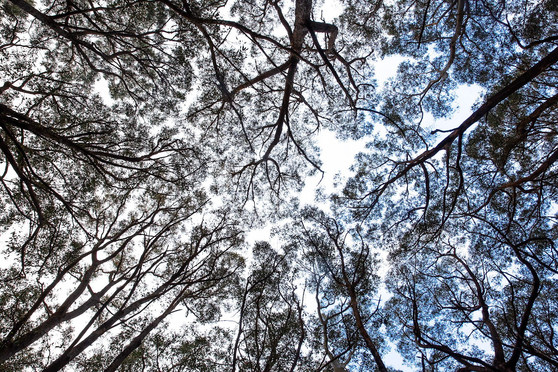 Mt Rosea circuit, Hall's Gap, The Grampians, Victoria