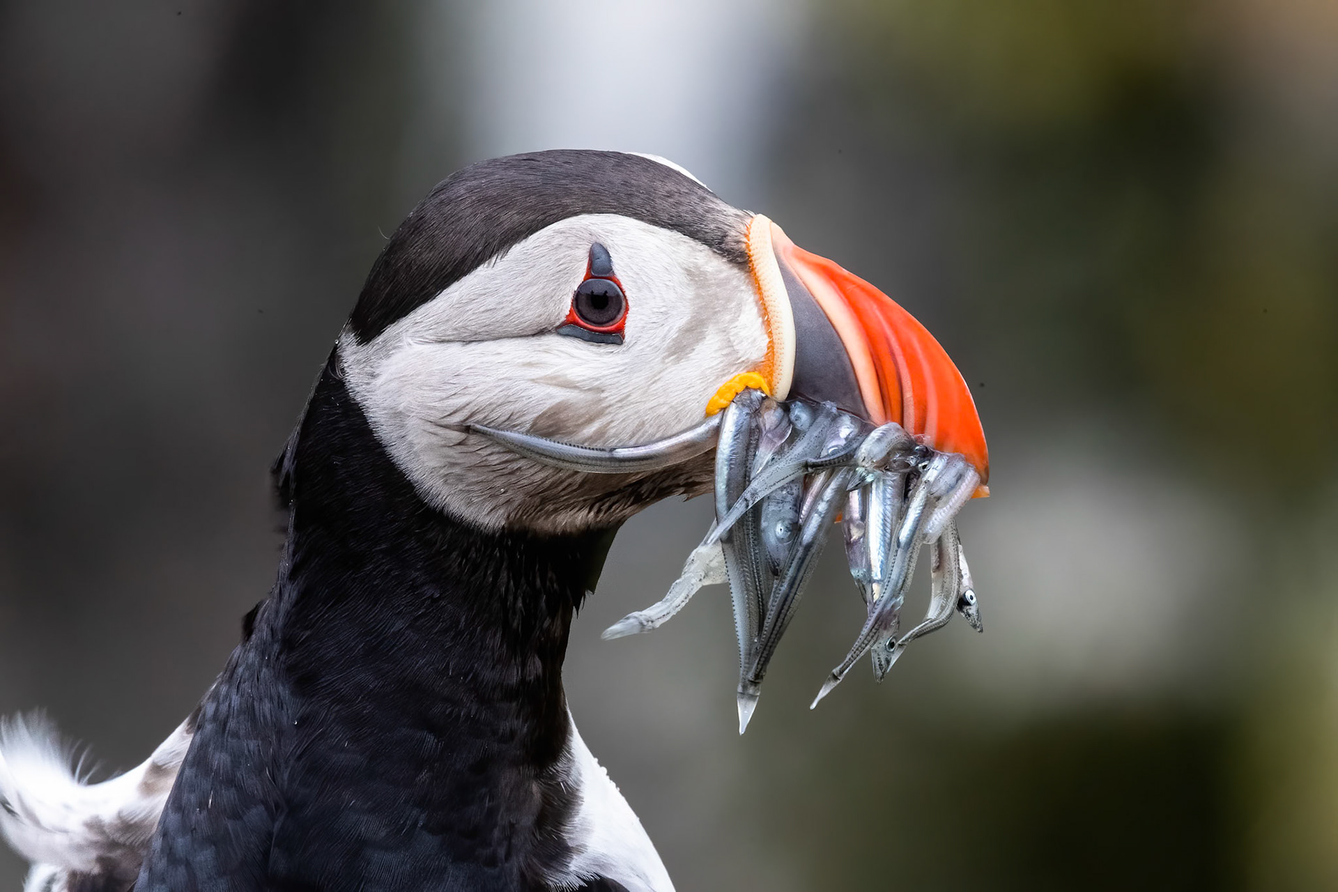 Atlantic puffin, Grímsey Island, Iceland