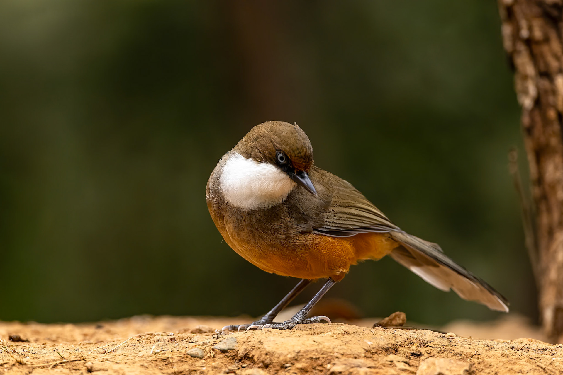 White-throated laughing thrush, Bird's Den, Corbett Tiger Reserve, India