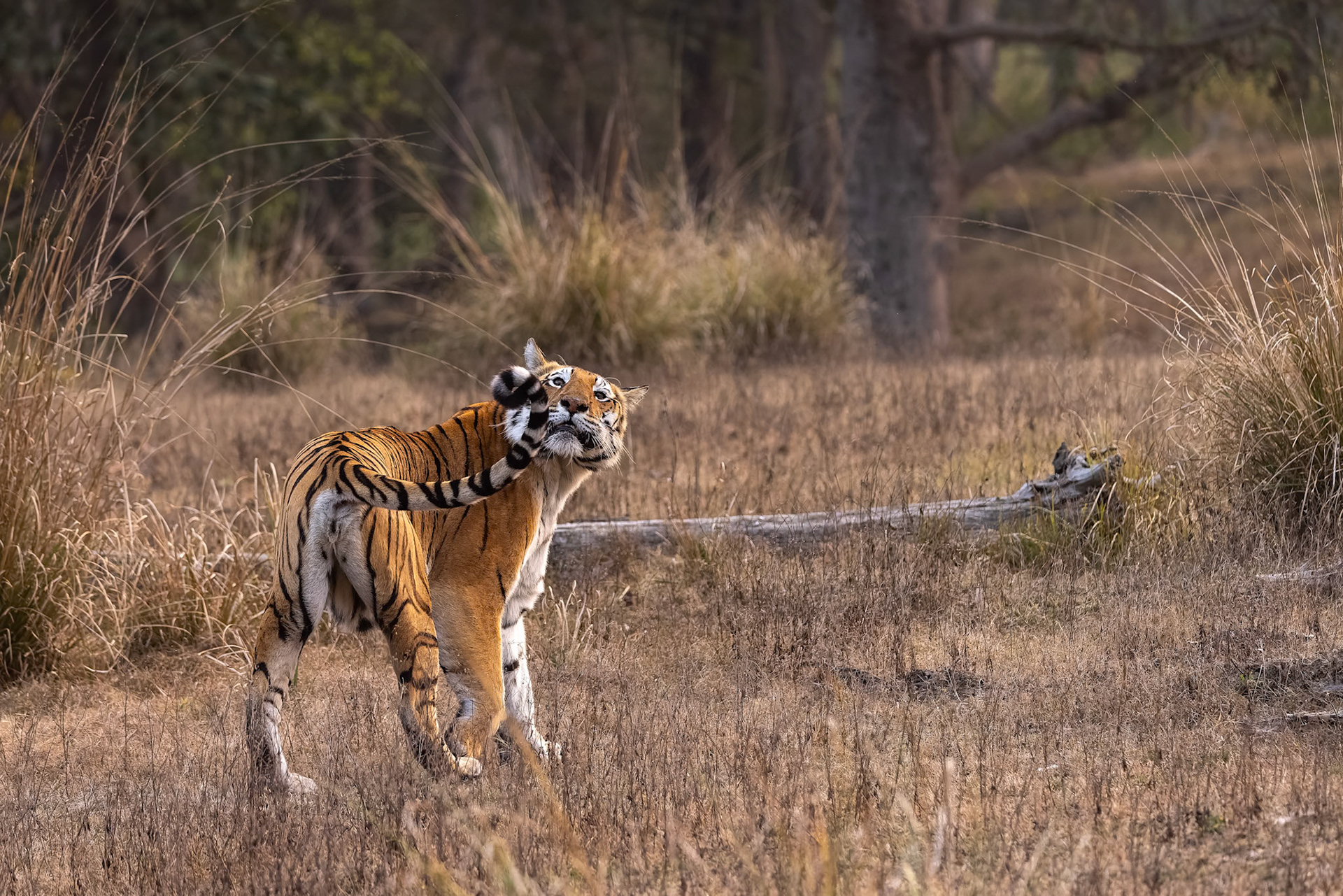 Bengal tiger, Khana, India
