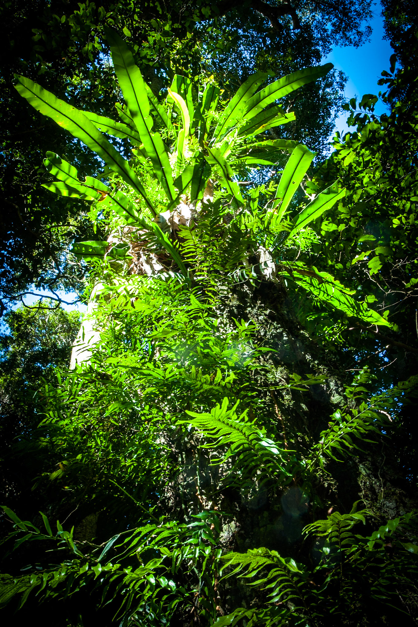 Lamington National Park, Queensland