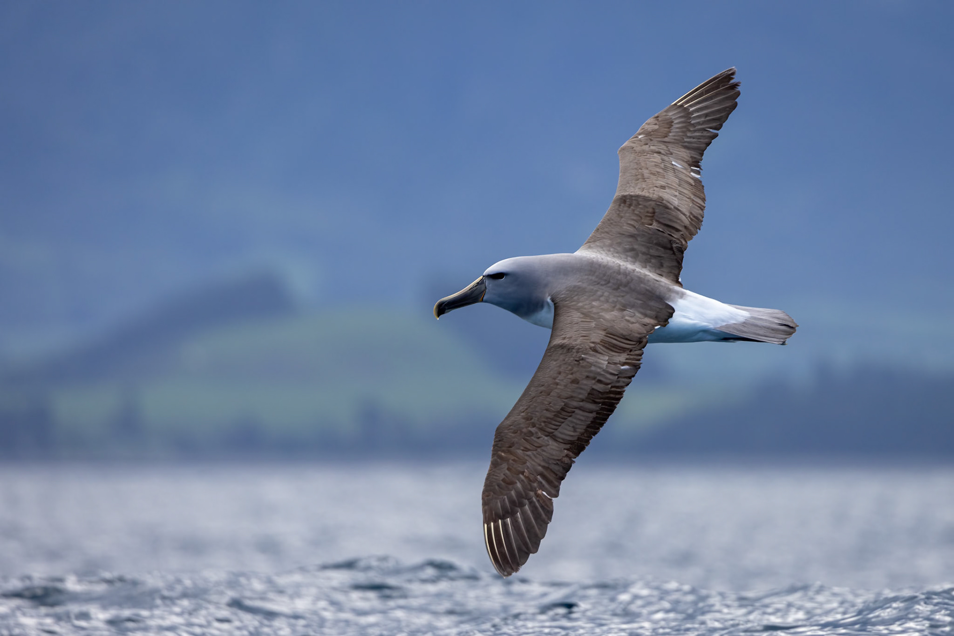 Salvin's albatross, Kaikōura, New Zealand