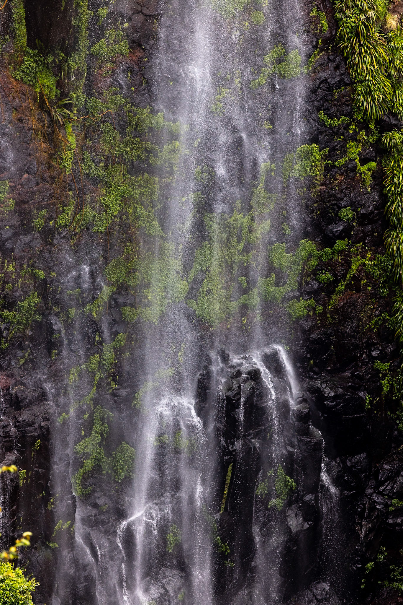 O'Reilly's Rainforest Retreat, Lamington National Park, Queensland, Australia