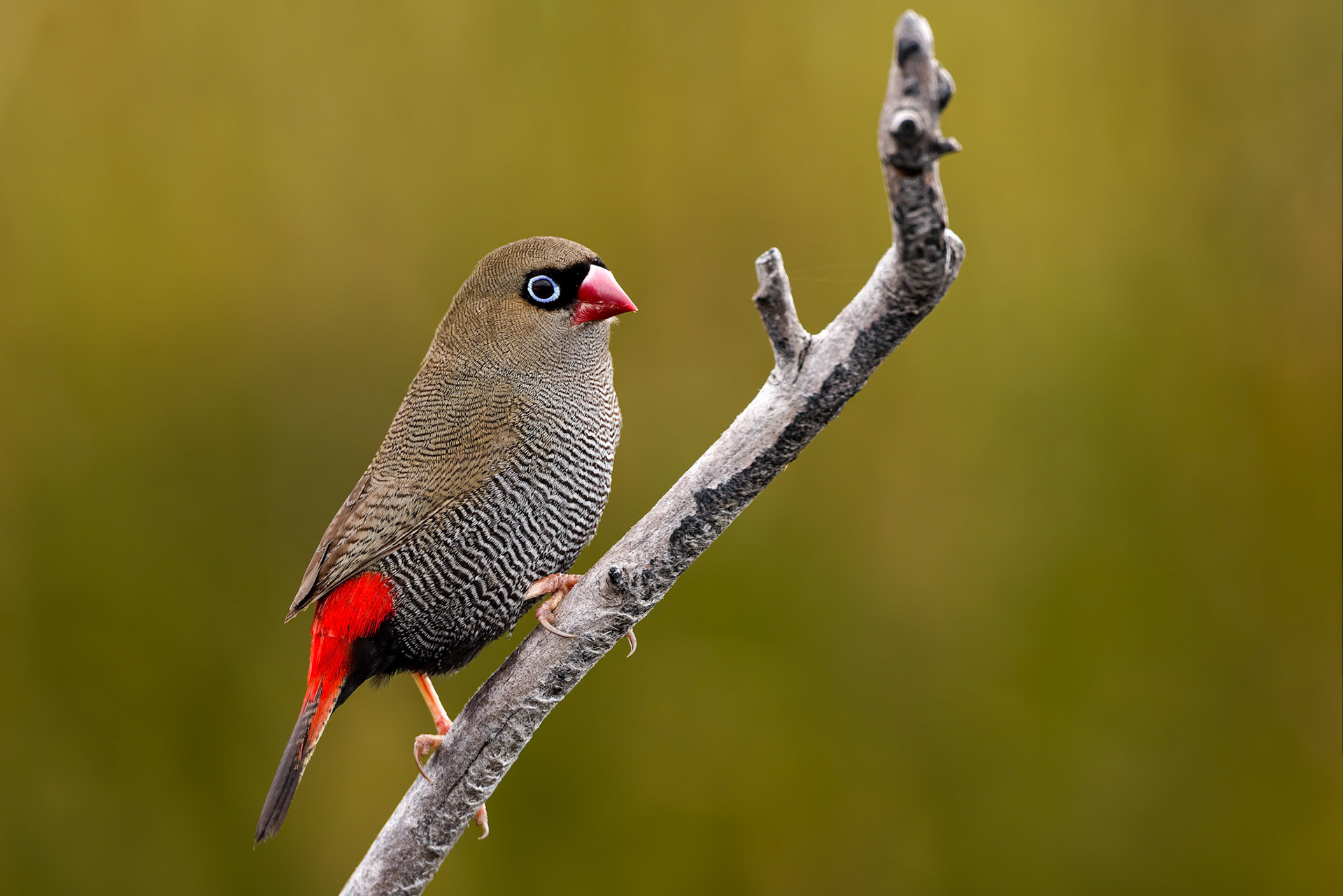 Beautiful firetail, Melaleuca, South West National Park, Tasmania, Australia
