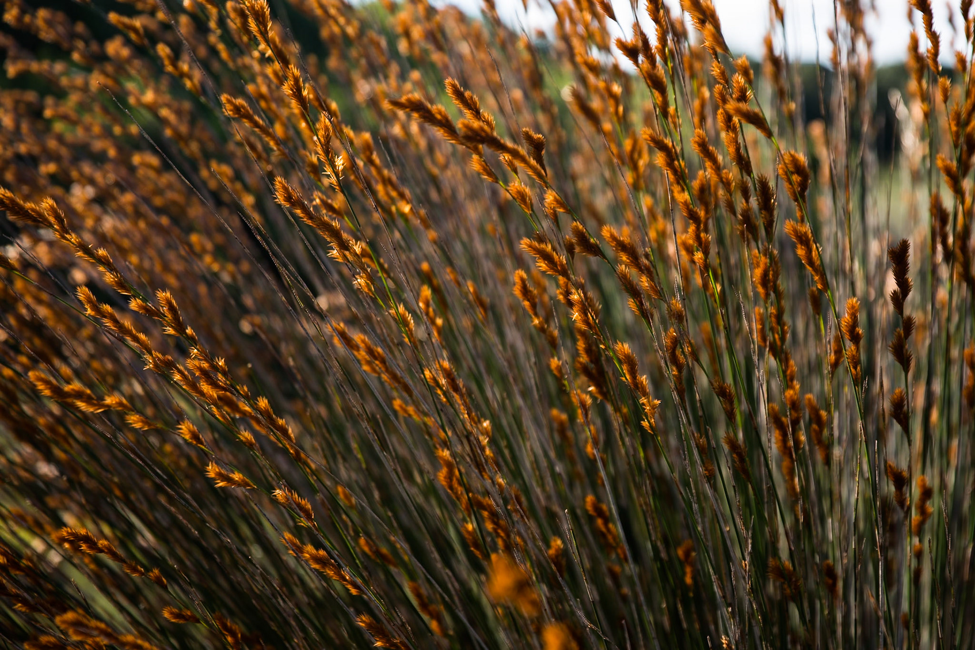 Backlit grass seeds, Melkkamer, De Hoop