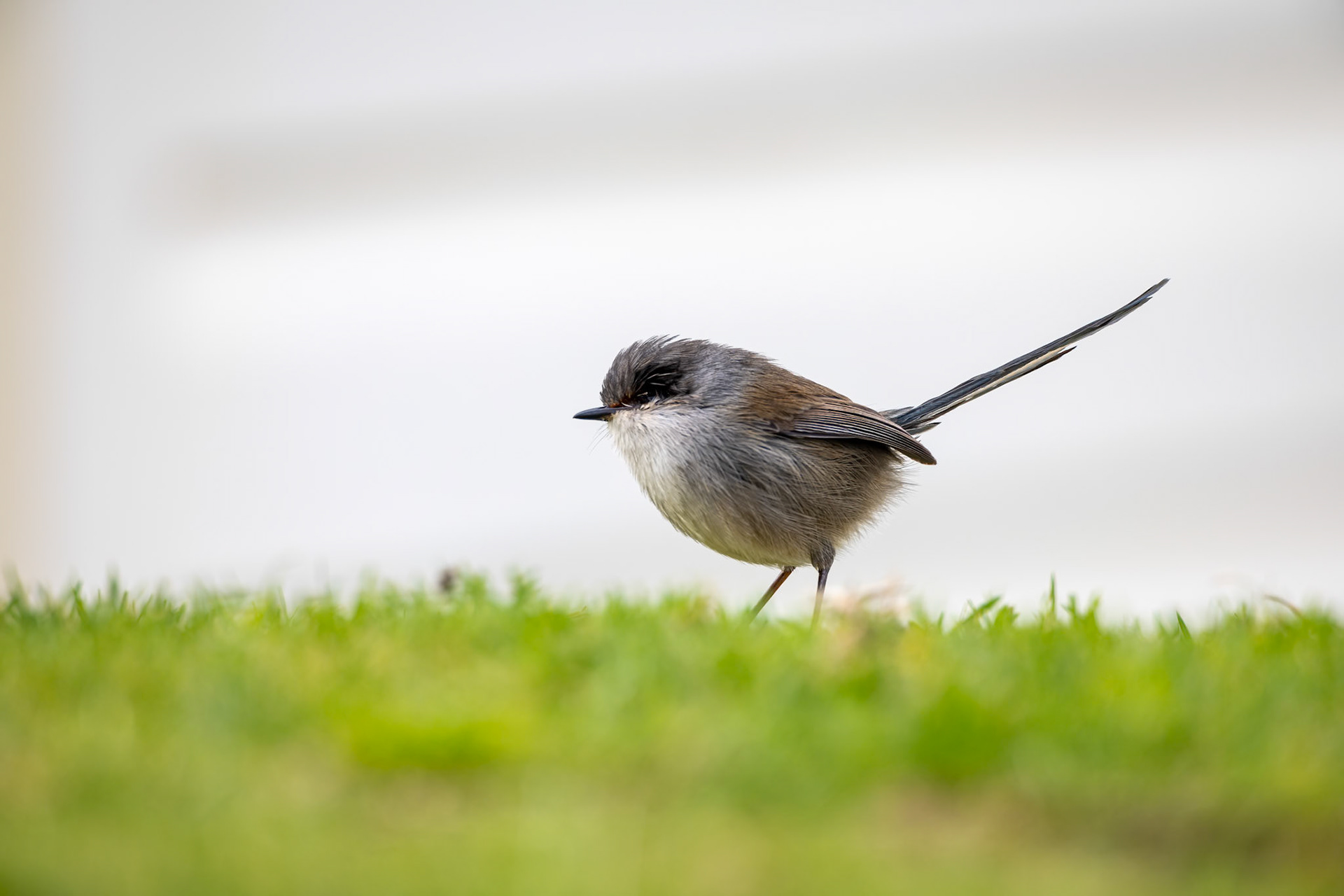Red-winged fairywren, Cheynes Beach, West Australia