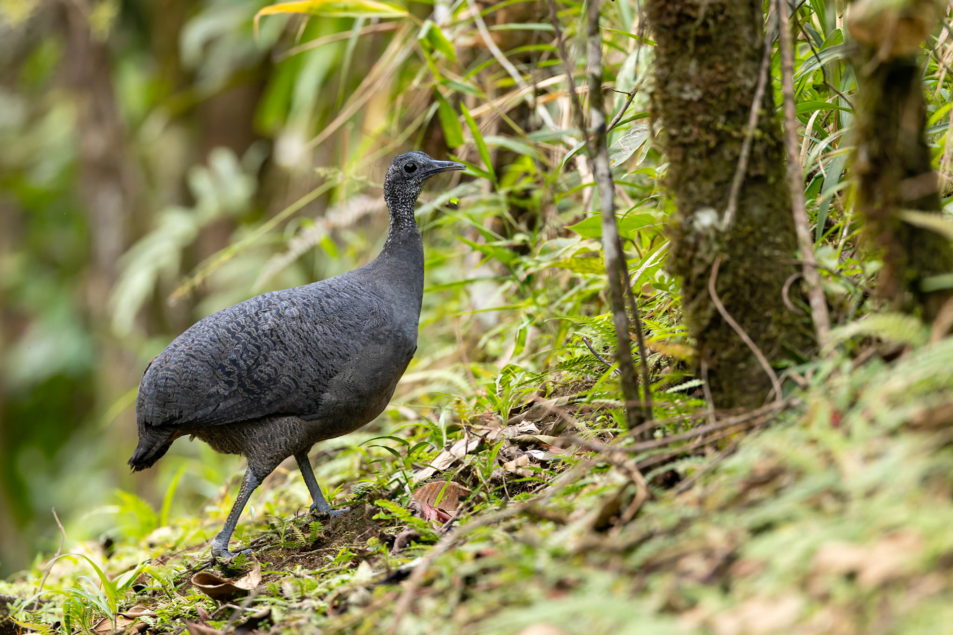 Grey tinamou, Copalinga Ecolodge, Copalinga, Ecuador