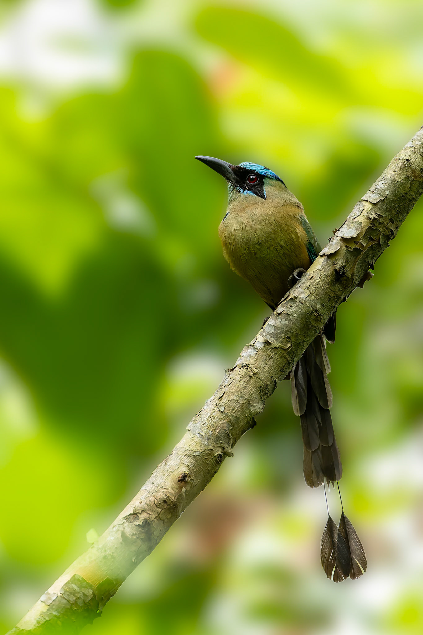 Whooping motmot, Urraca Lodge, Jorupe National Park, Ecuador