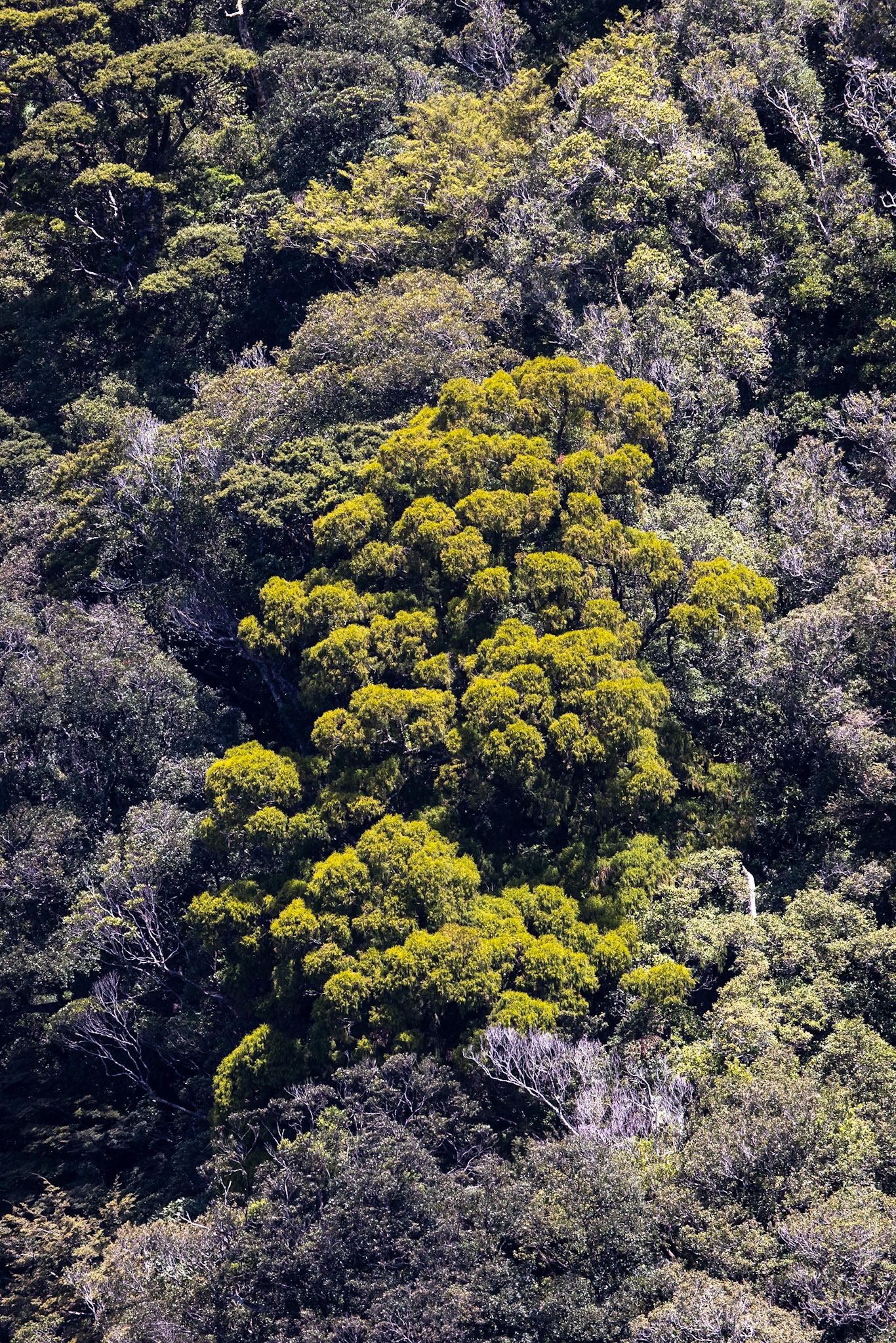 Milford, New Zealand
