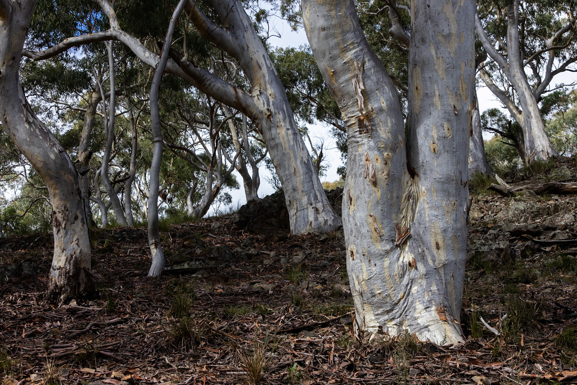 Turon Gates, New South Wales