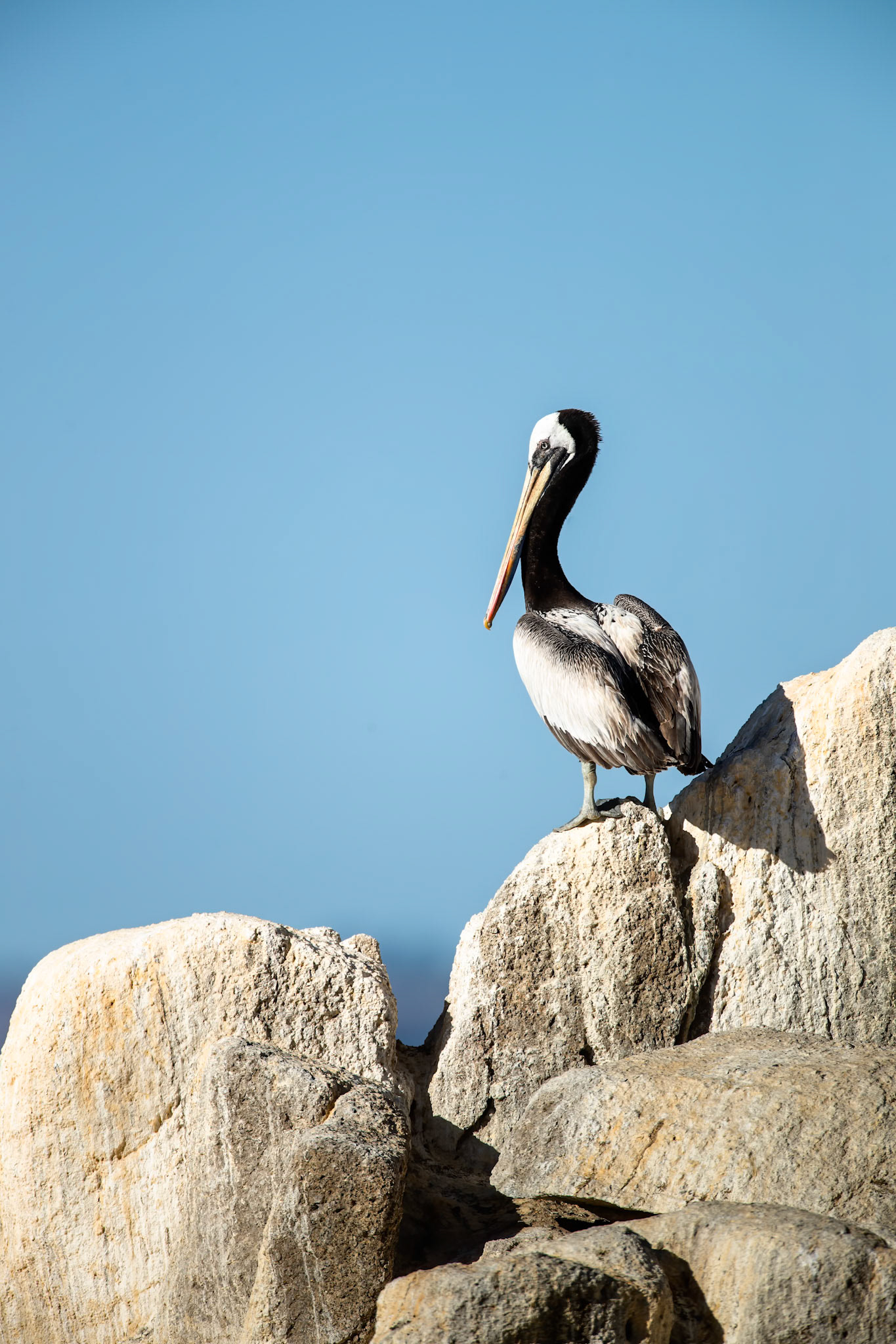 Peruvian pelican, Vinã del Mar, Chilé