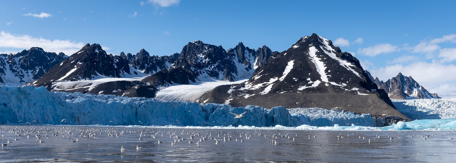 Kittiwake, Monacobreen, Svalbard, Norway