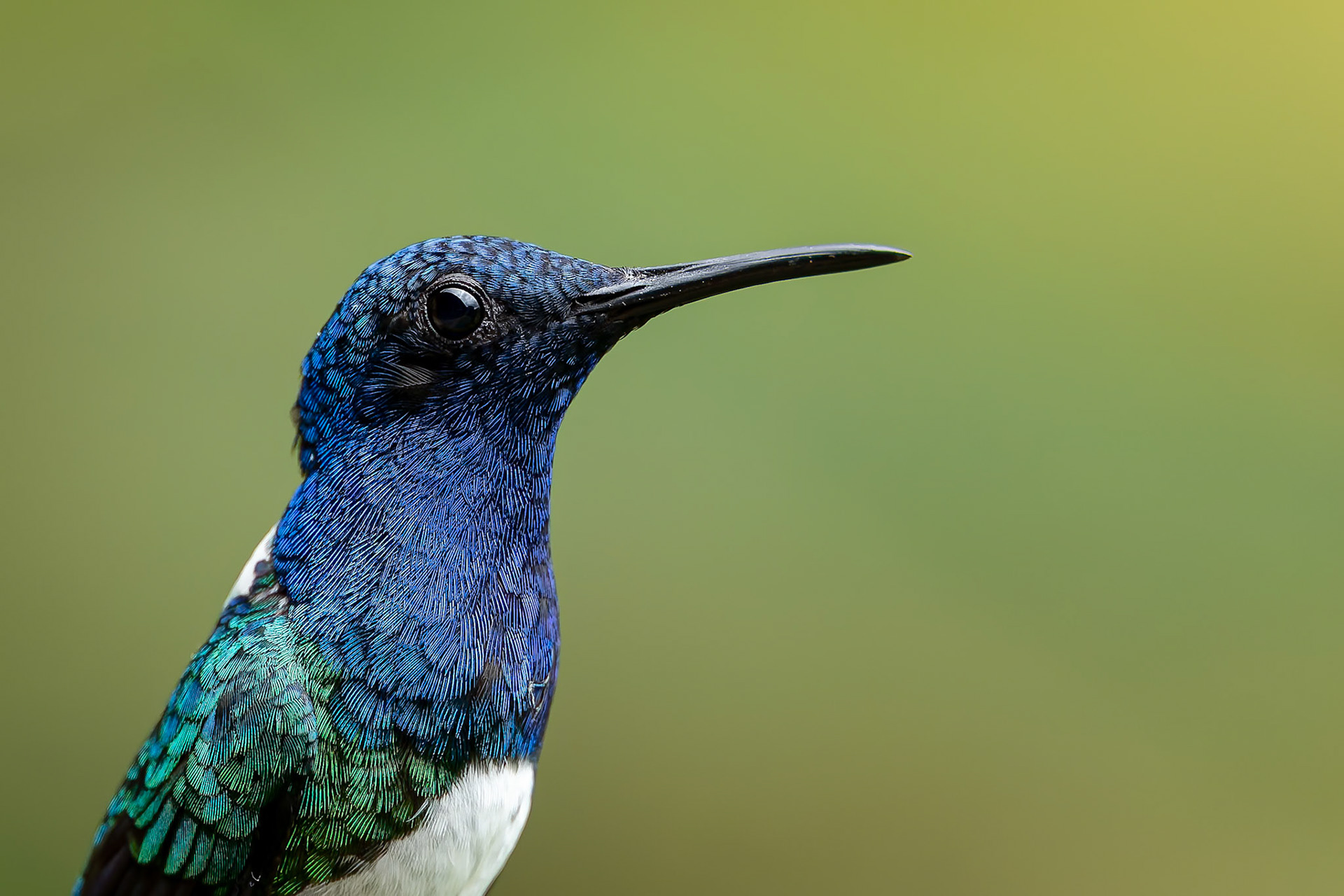 White-necked Jacobin, Umbrella Bird Lodge, Buenaventura Nature Reserve, Ecuador