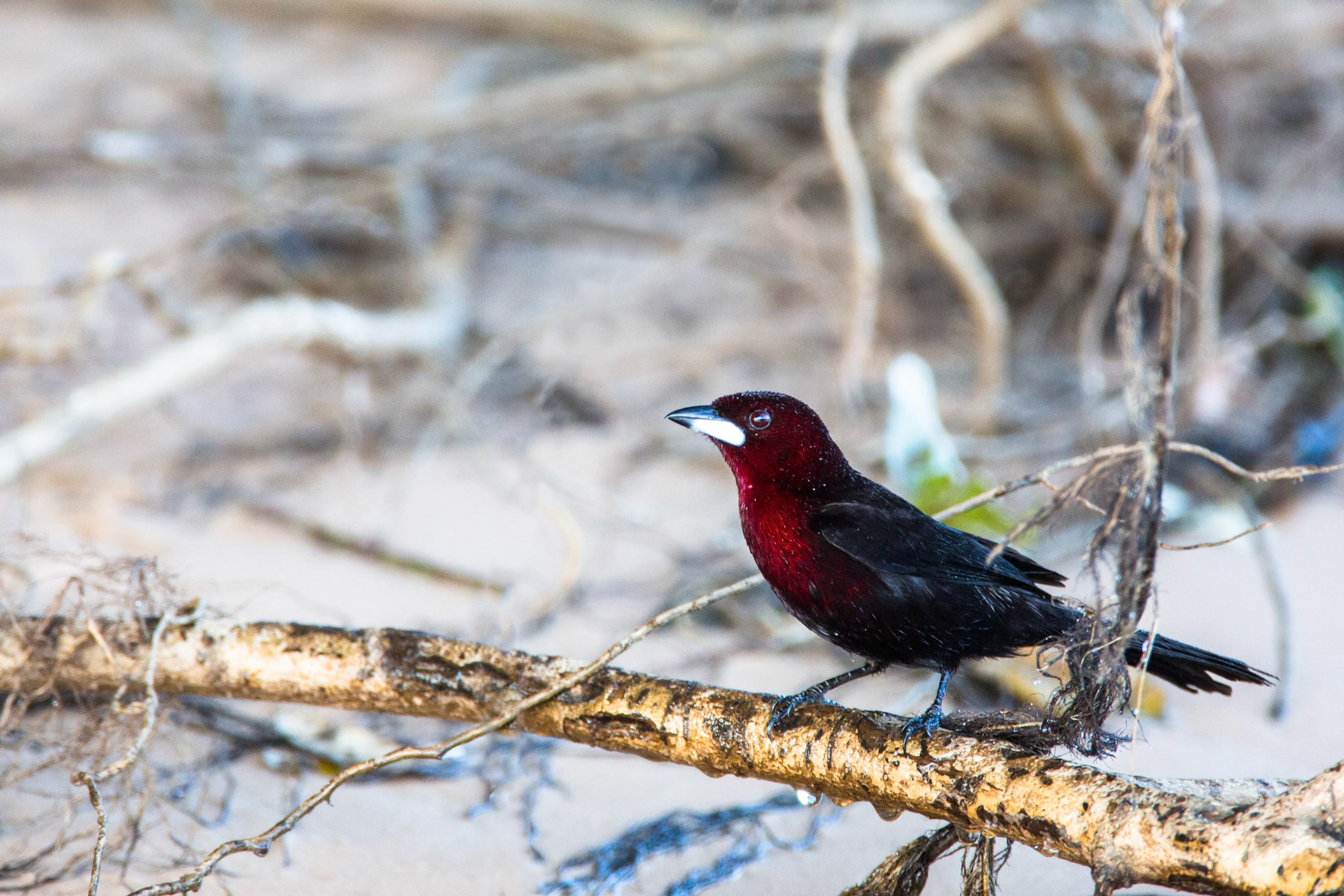 Silver-beaked tanager, Porto Jofre, Pantanal, Brazil