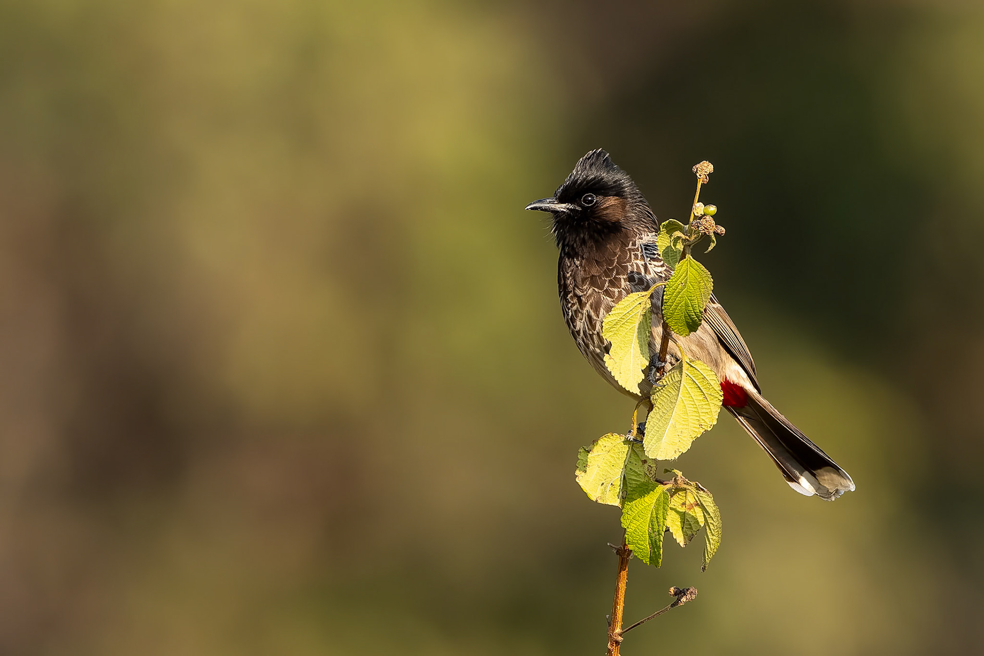 Red-vented bulbul, Corbett Tiger Reserve, India