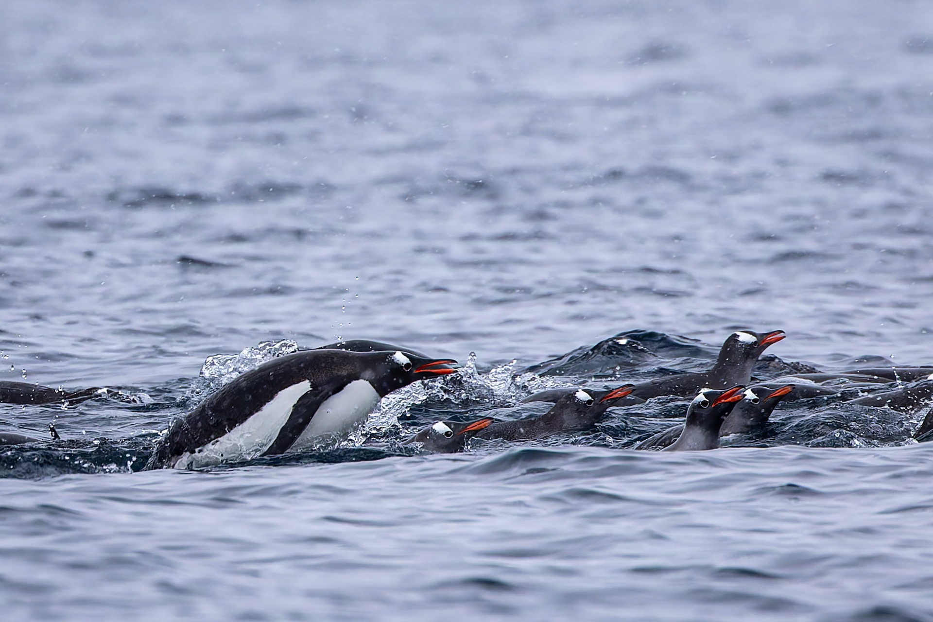 Gentoo penguin, Danko Island, Antarctica