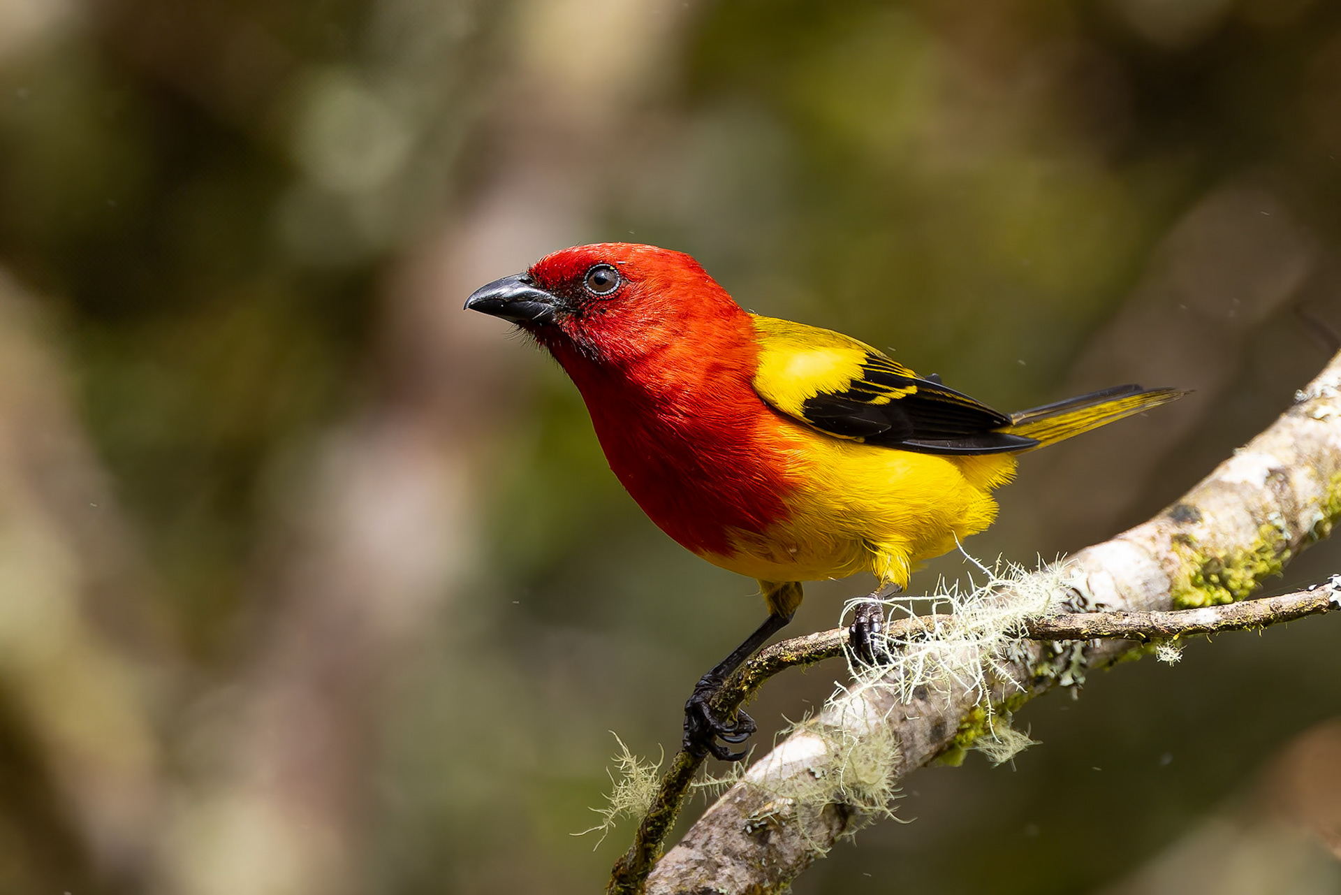 Red-hooded tanager, Casa Simpson Lodge, Tapilchalaca, Ecuador