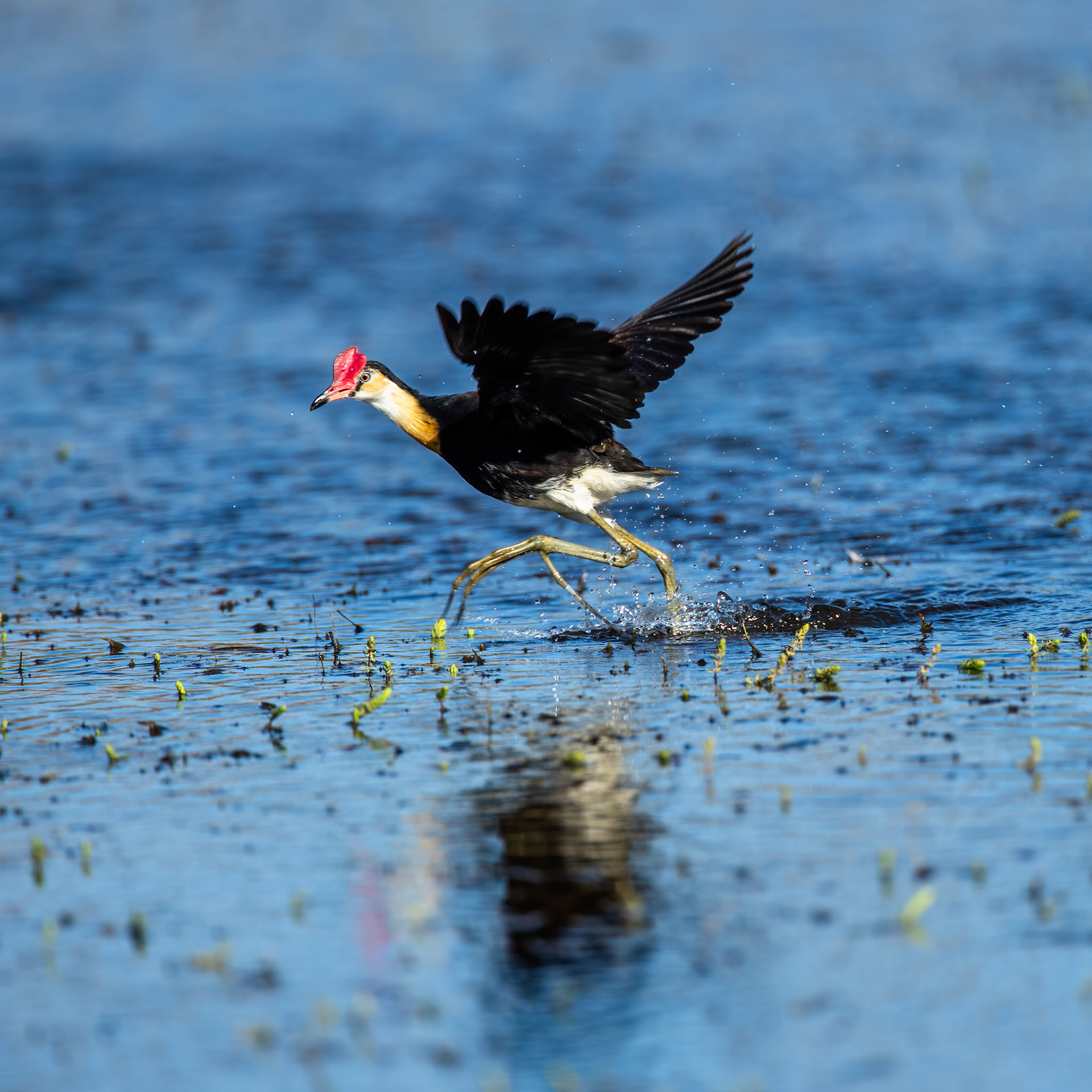 Comb-crested jacana, Lake Moondarra, Mount Isa, Queensland, Australia
