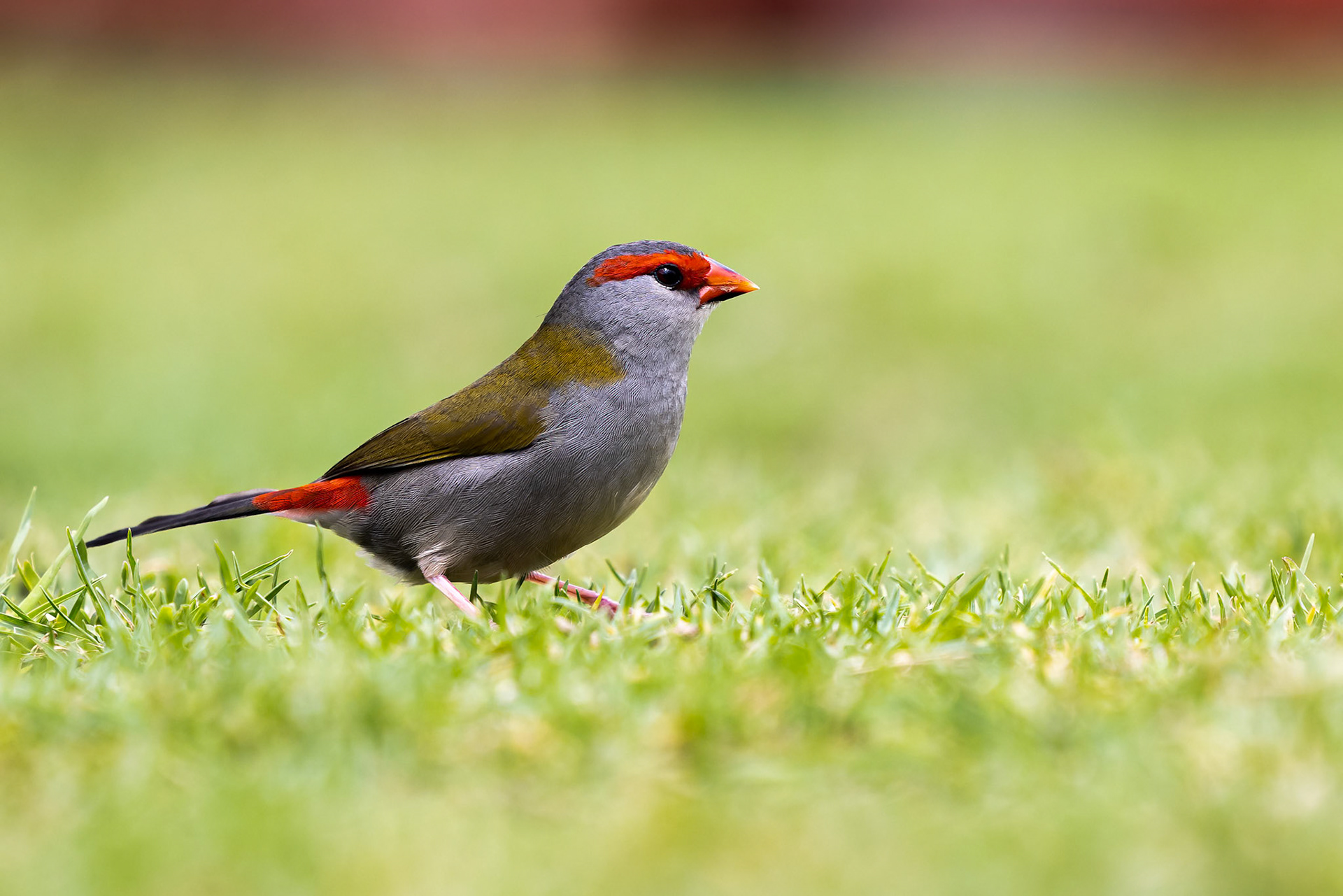 Red-browed firetail, O'Reilly's Rainforest Retreat, Lamington National Park, Queensland, Australia