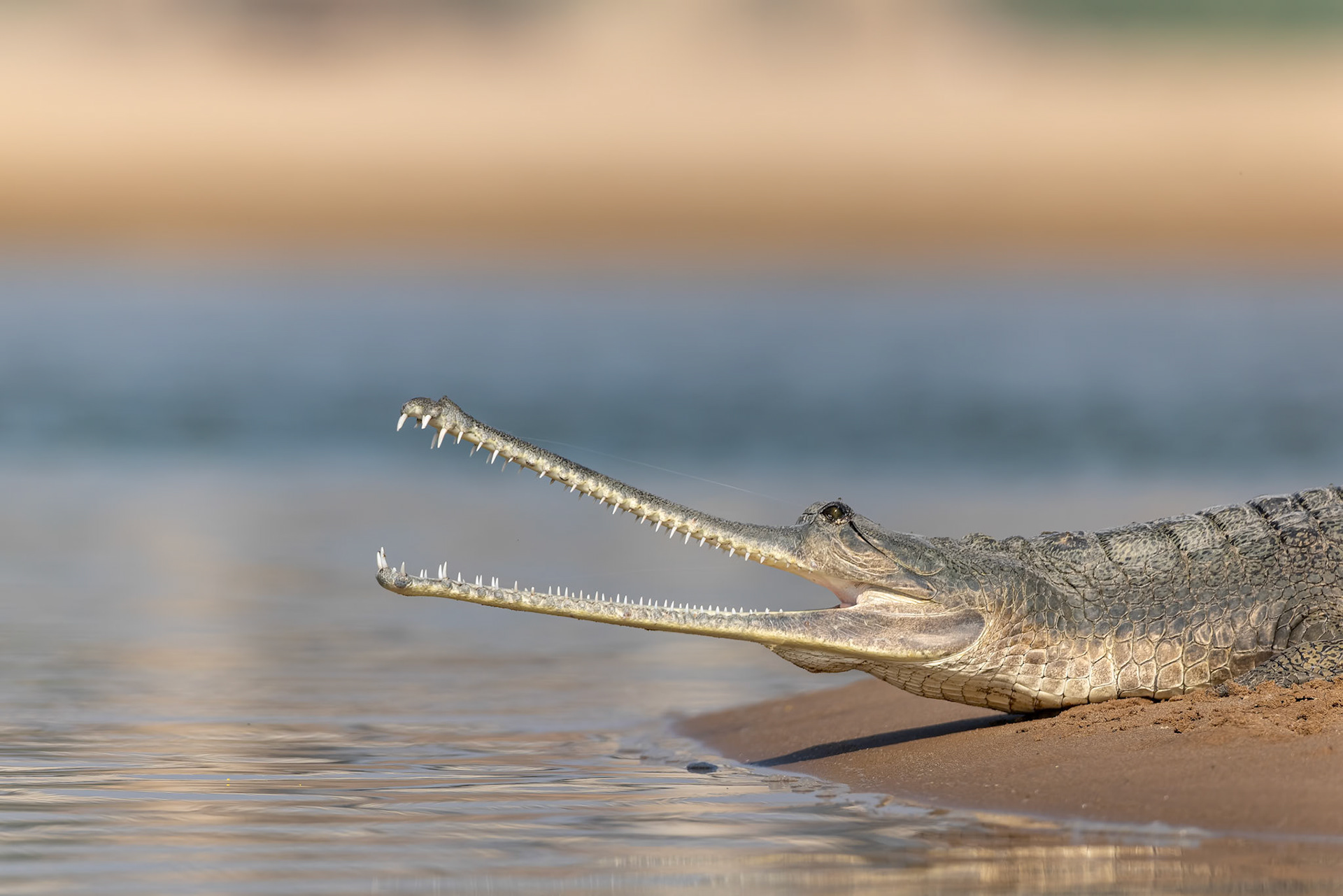 Gharial, Chambal river, India