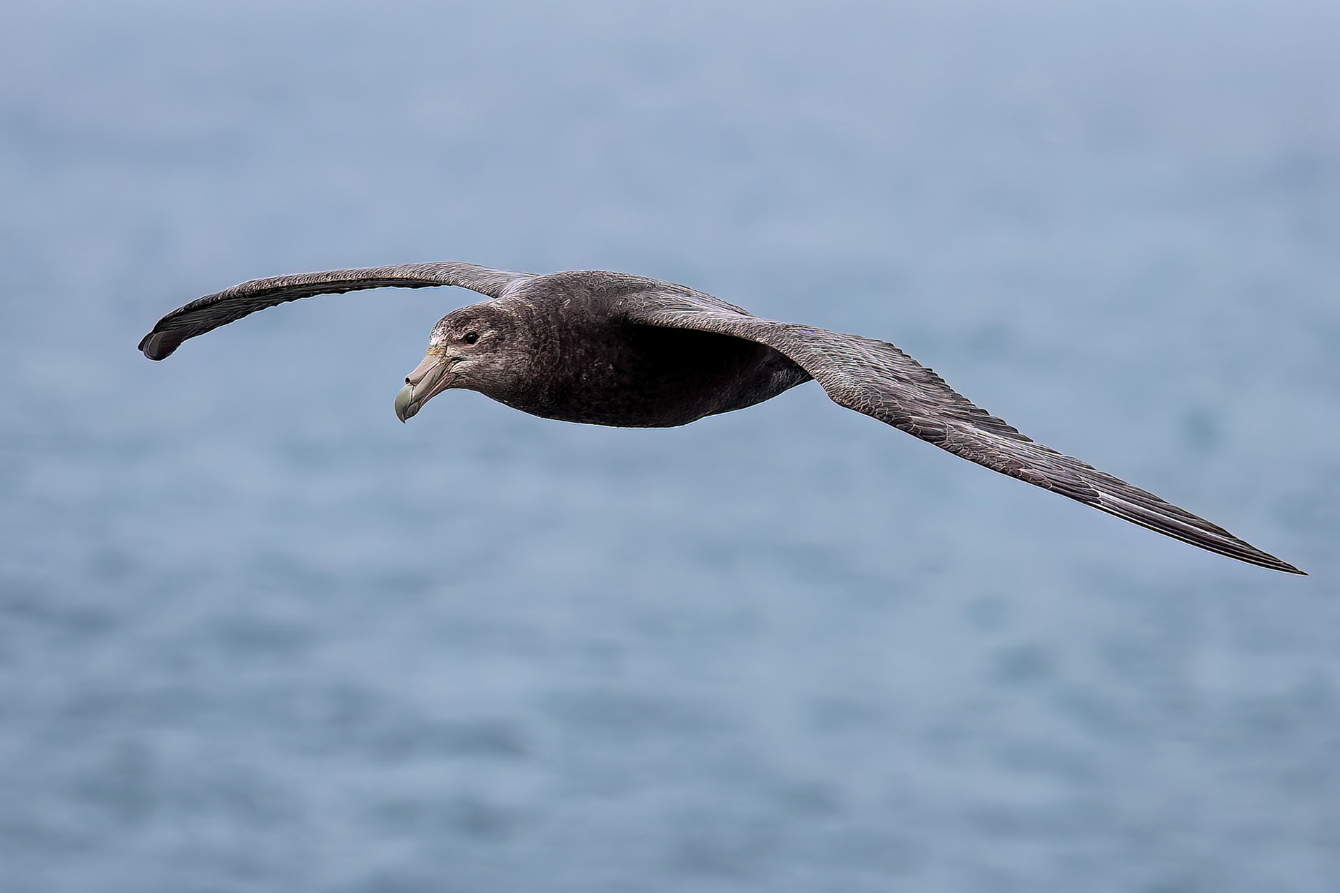 Southern giant-petrel, Pebble Island, Falkland Islands