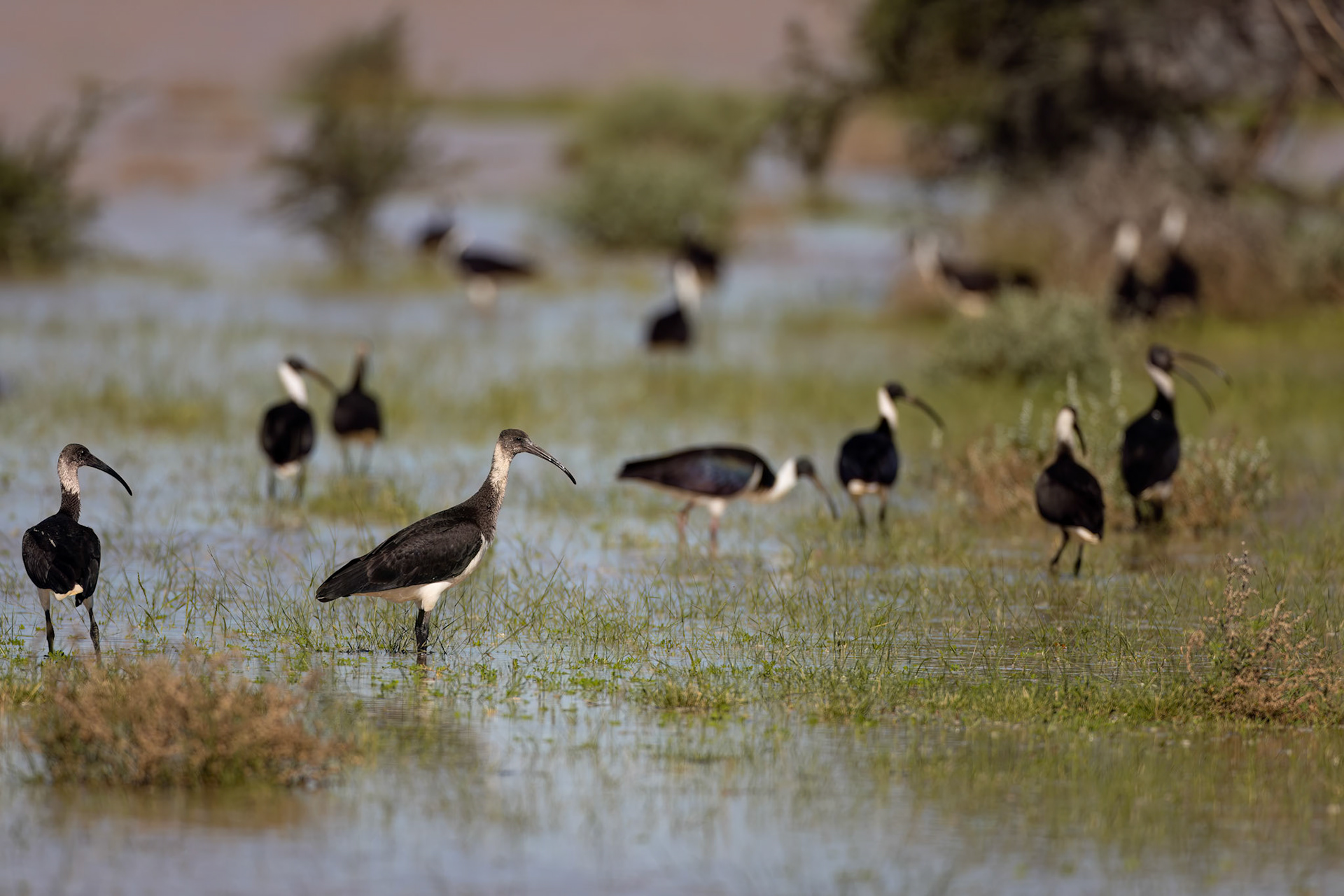 Straw-necked ibis, Birdsville to Windorah, Queensland, Australia