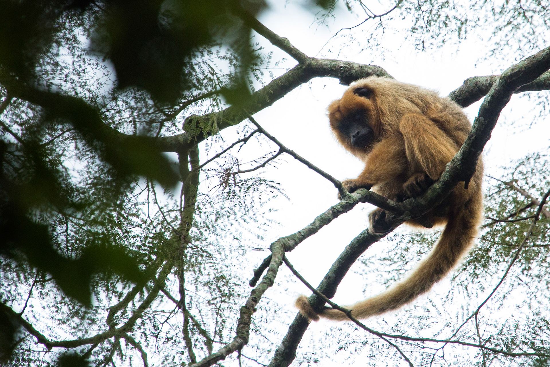 Howler monkey, Puerto Valle Esteros, Ibera wetlands, Corrientes, Argentina