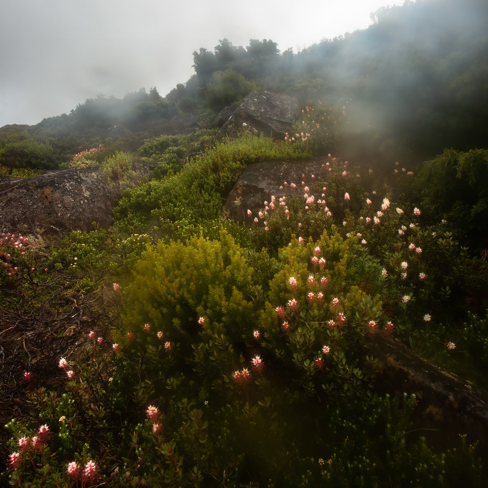 Pelion to Kia Ora, The Overland Track, Cradle Mountain- Lake St Clair National Park, Tasmania.