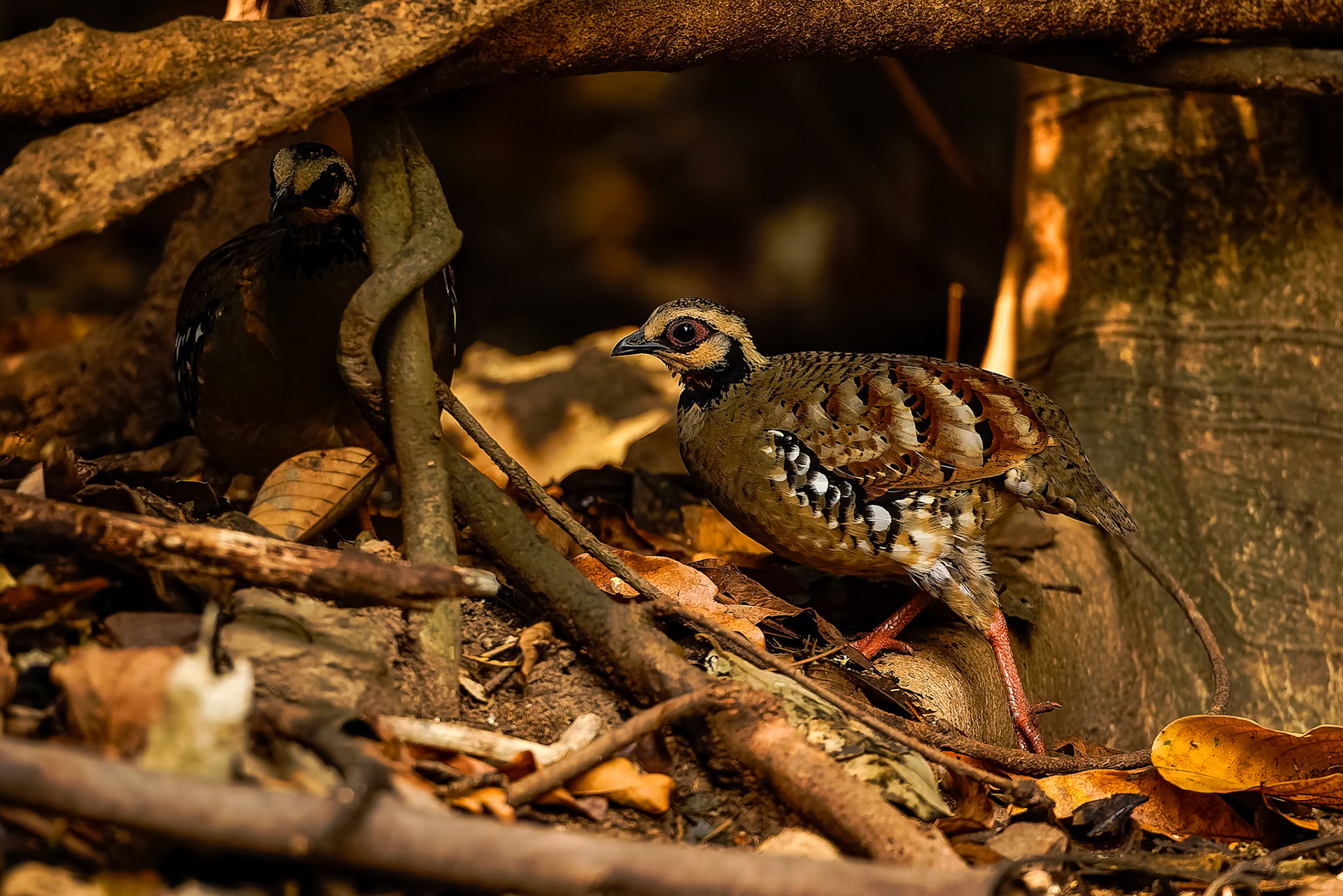 Bar-backed partridge, Khaeng Krackan National Park, Thailand