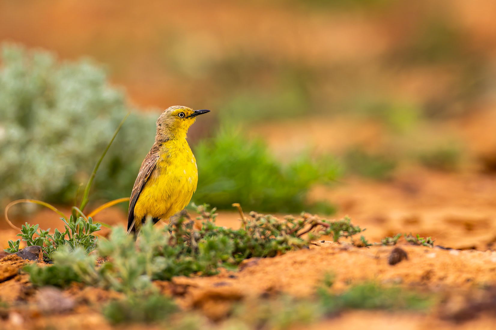 Gibber chat, Boulia to Birdsville, Queensland, Australia