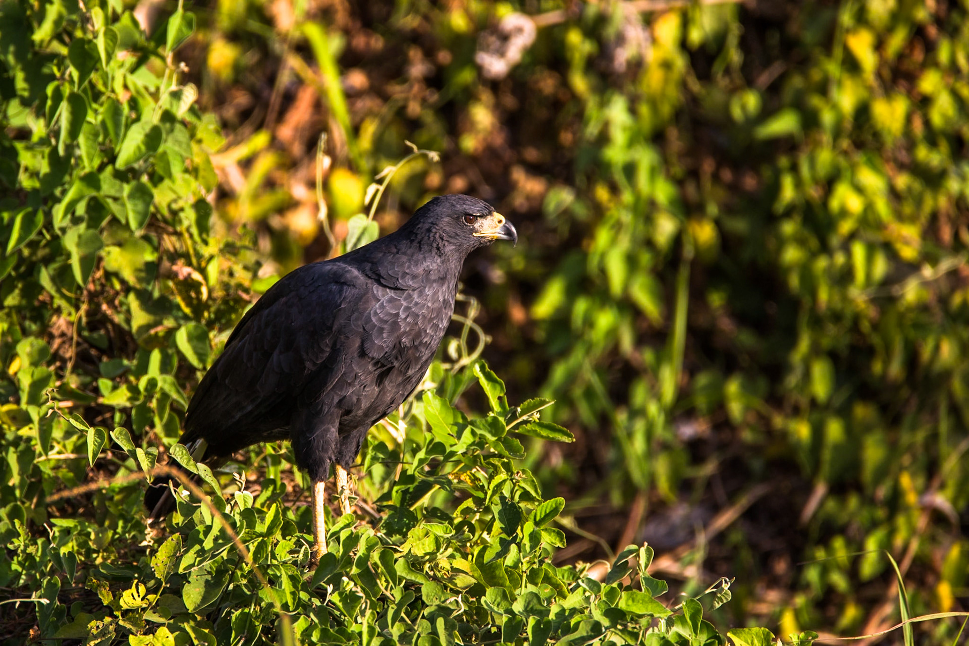 Great black hawk, Porto Jofre, Pantanal, Brazil