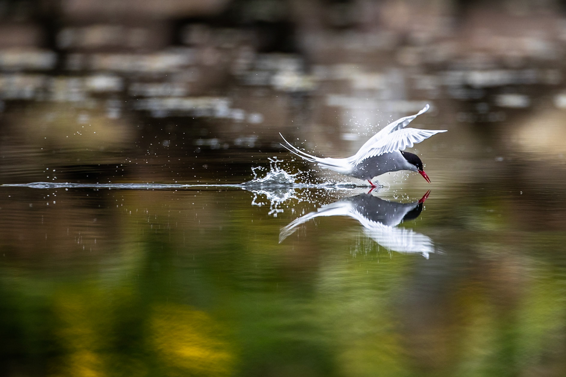 Arctic tern, Grímsey Island, Iceland