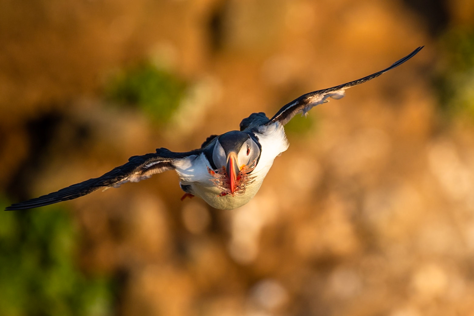 Atlantic puffin, Grímsey Island, Iceland