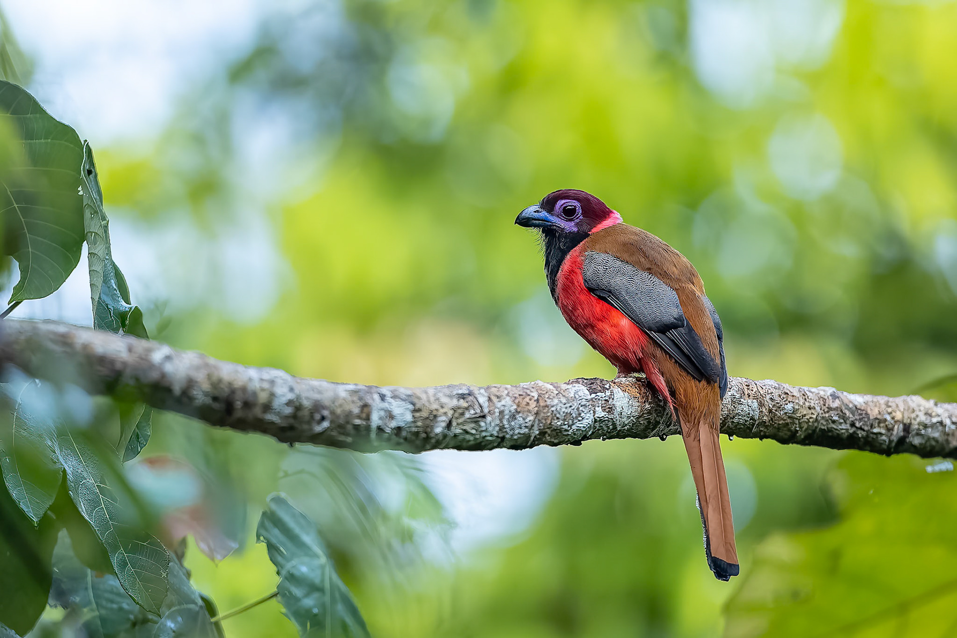 Diard's trogon, Utan, Borneo