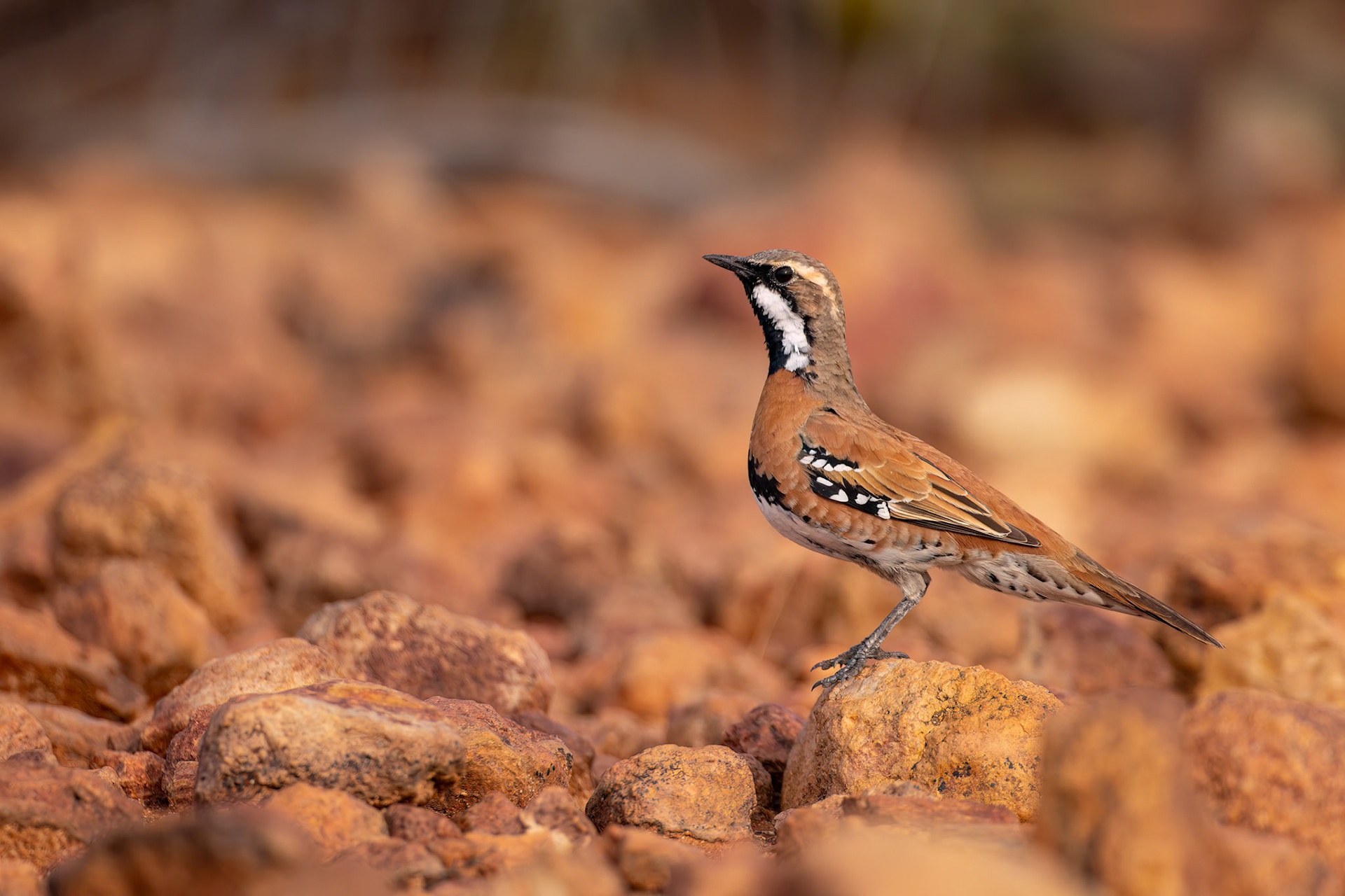 Chestnut-breasted quail-thrush, Eromanga to Thargomindah, Queensland, Australia