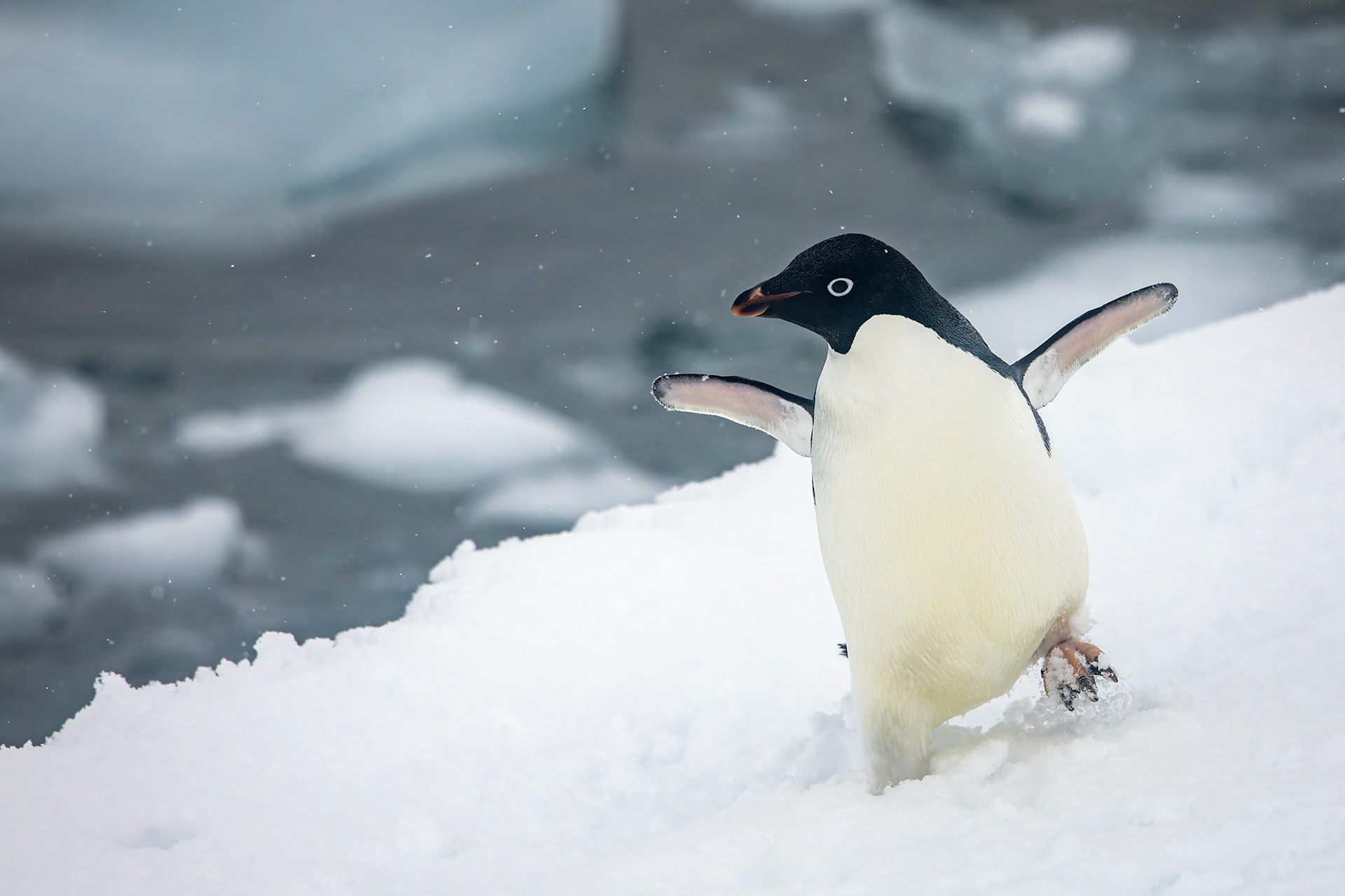 Adelie penguin, Danko Island, Antarctica