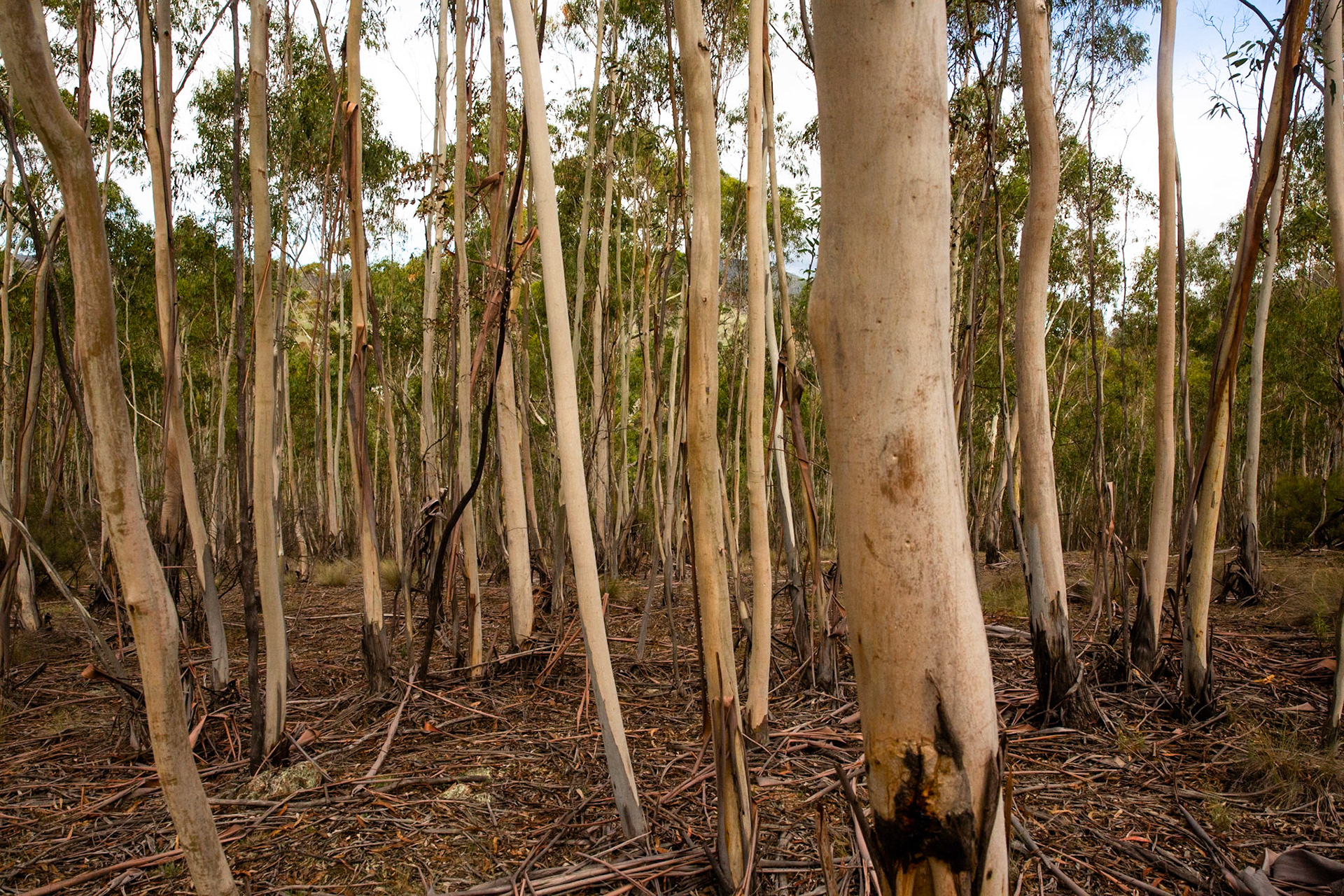 Sawpit creek track, Mount Kosciuszko National Park, Snowy Mountains, New South Wales