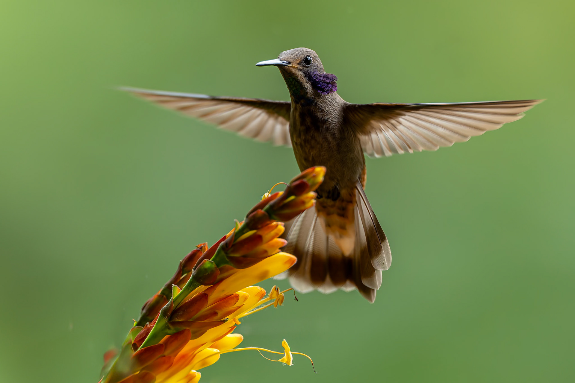 Brown violetear, Umbrella Bird Lodge, Buenaventura Nature Reserve, Ecuador